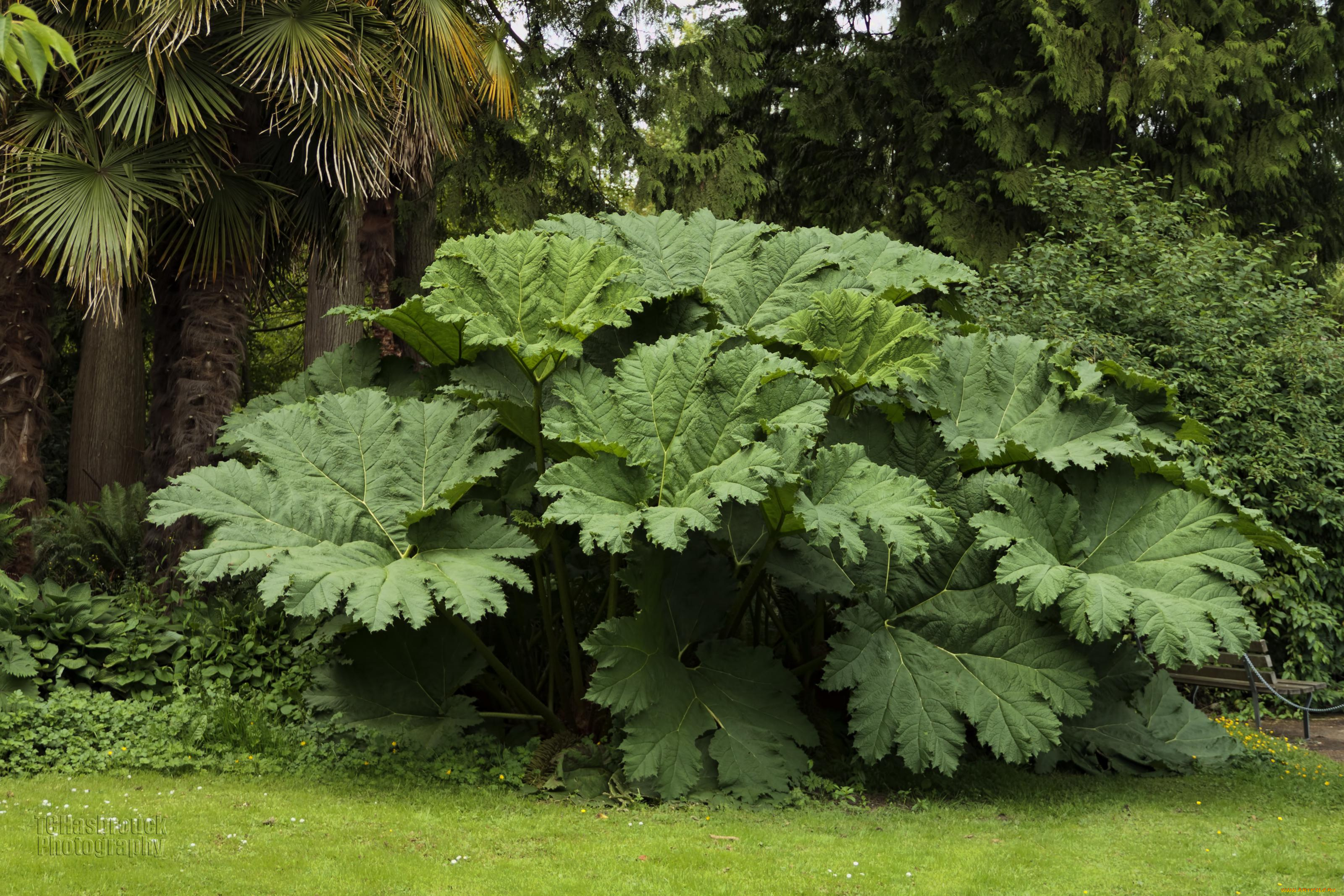 природа, листья