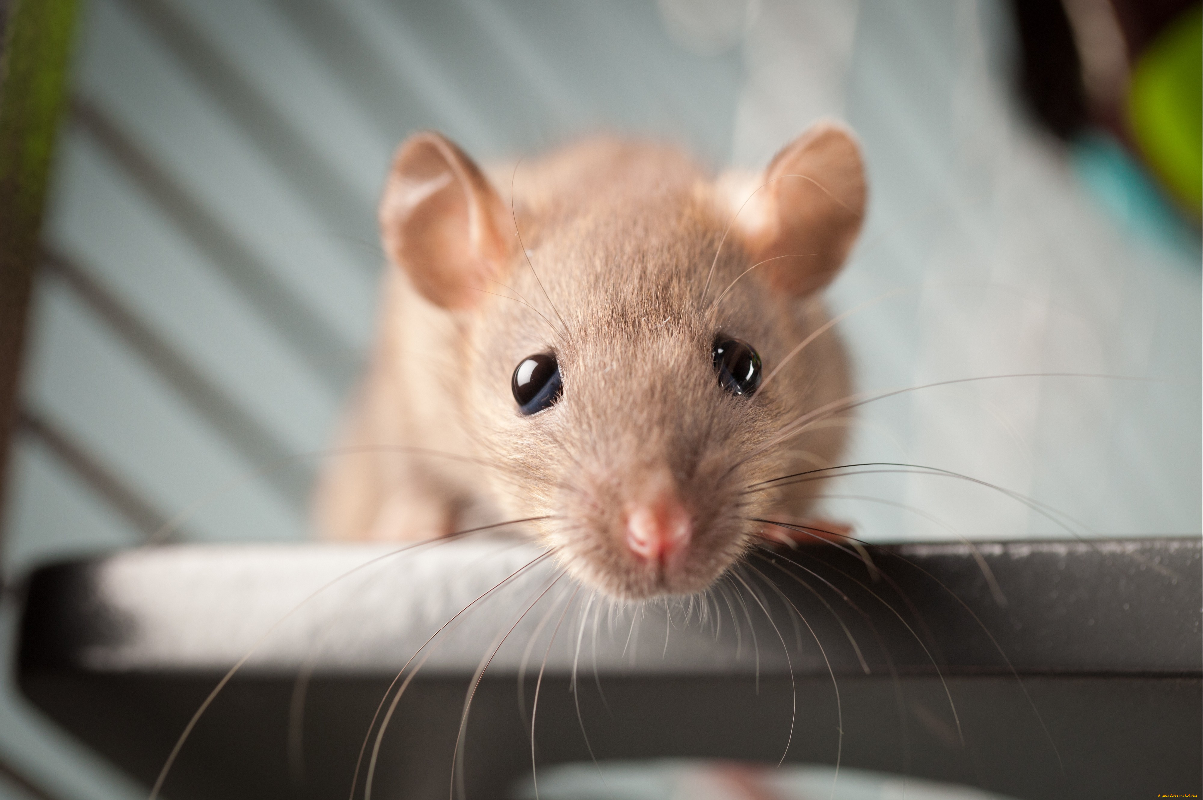 животные, крысы, мыши, усы, глаза, любопытство