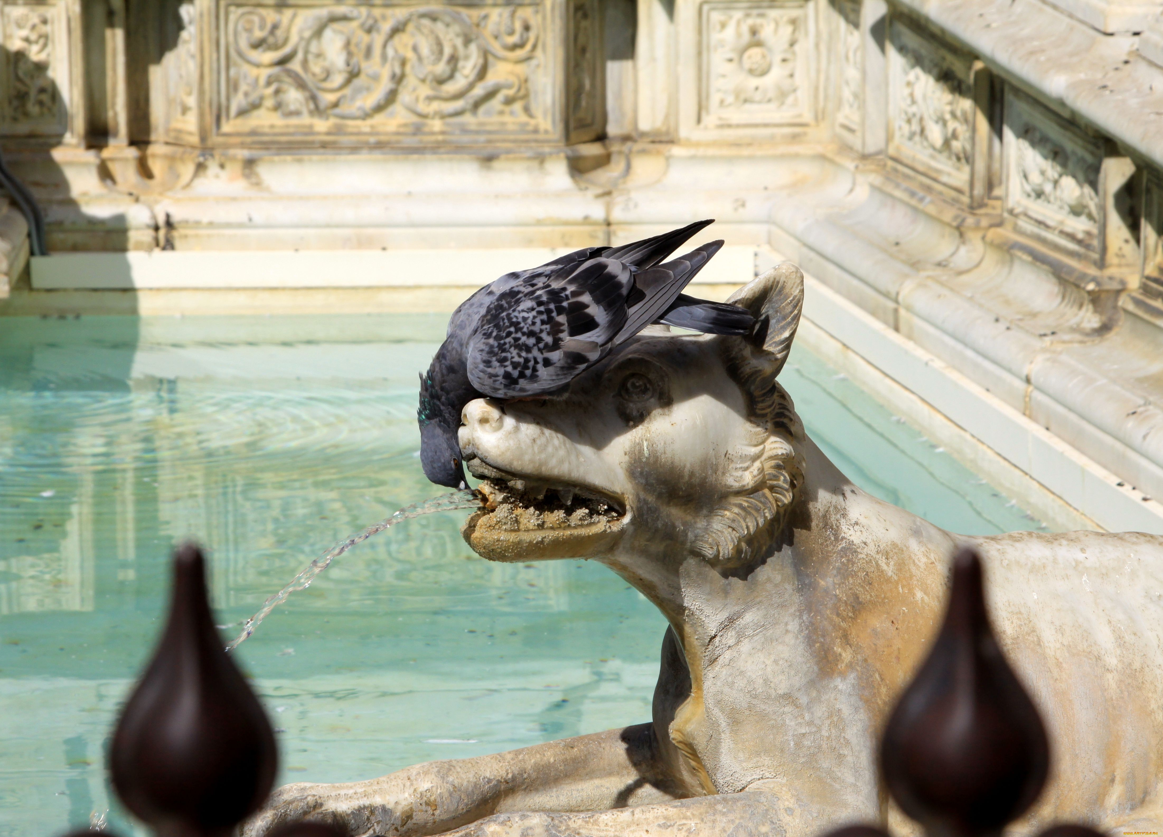 животные, голуби, голубь, фонтан
