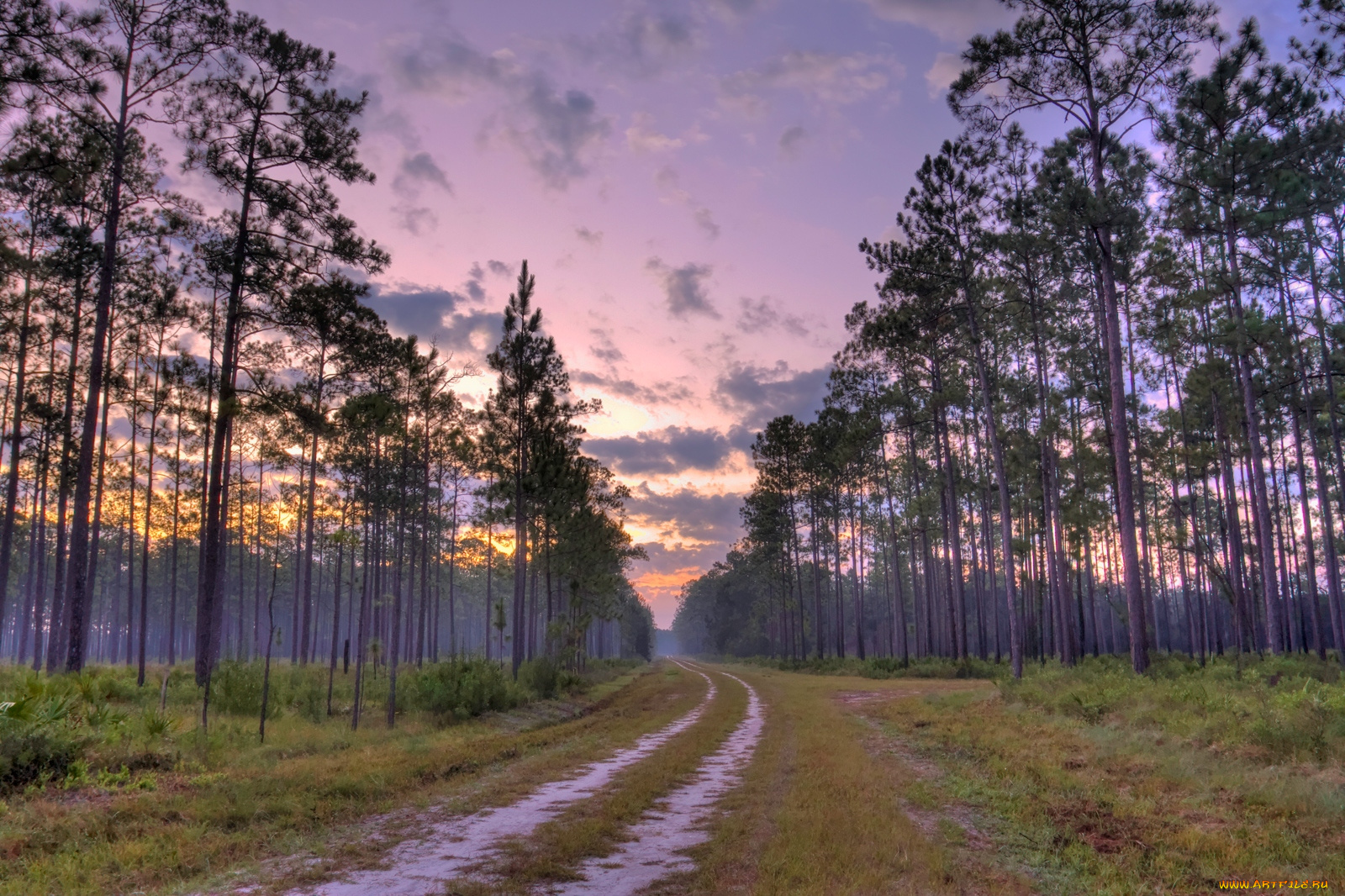 природа, дороги, деревья, вечер