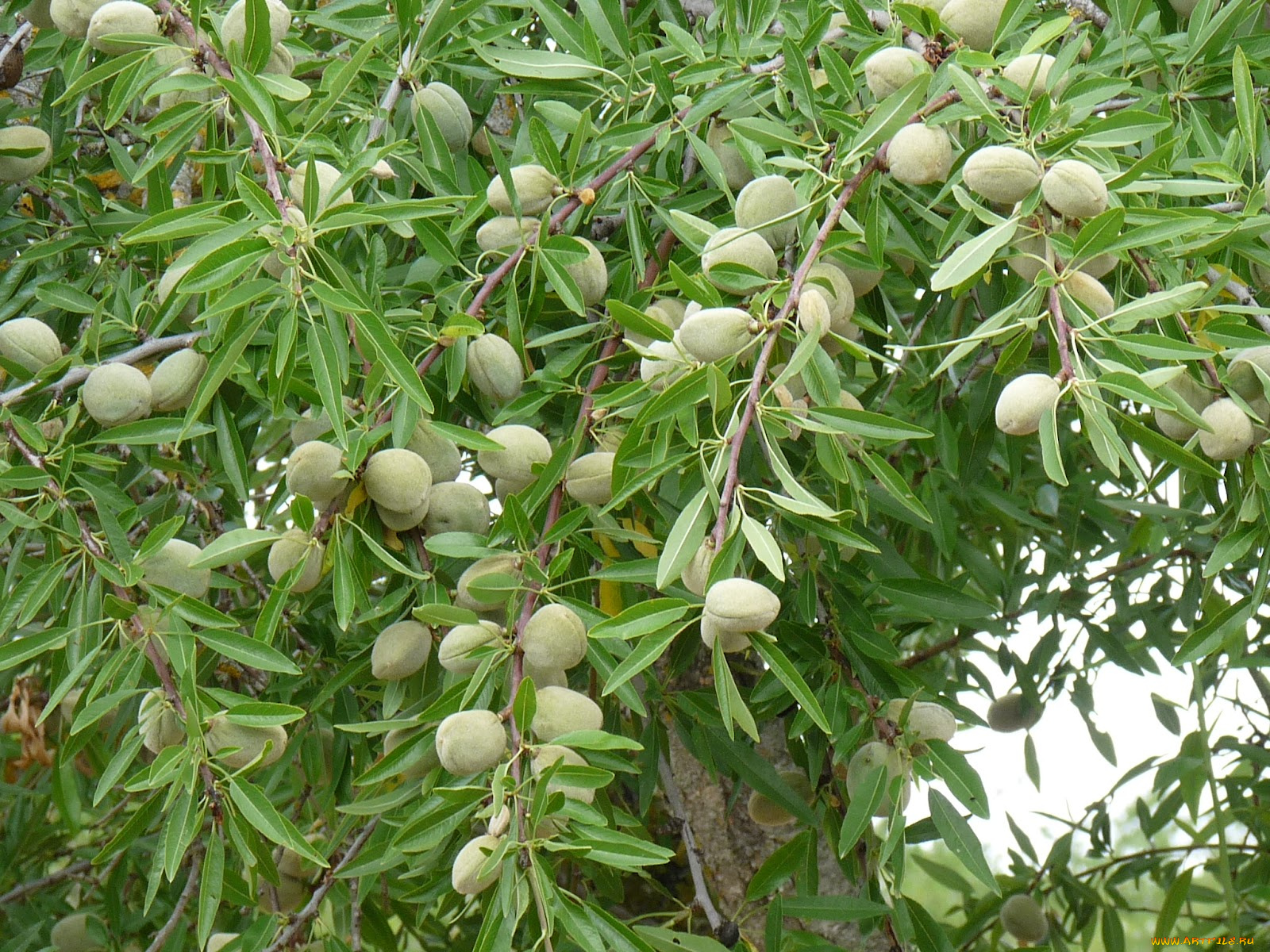 природа, плоды, ветки, листья