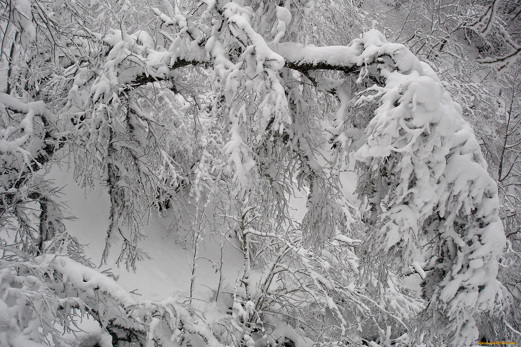 природа, зима, снег, ветки