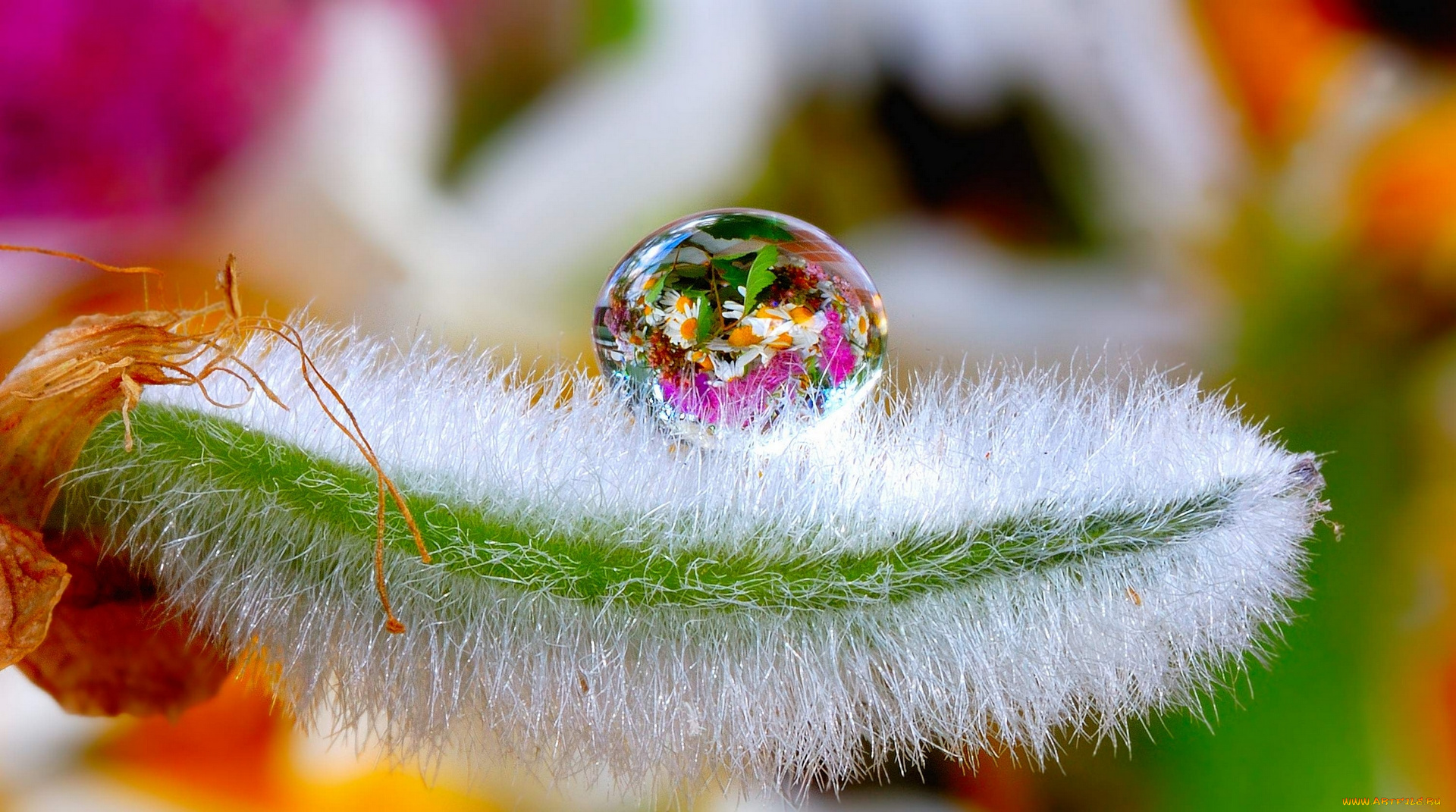 природа, макро, капля