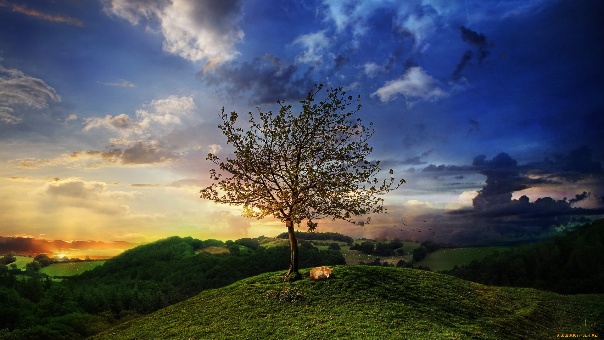 природа, деревья, закат, пригоро, дерево, трава
