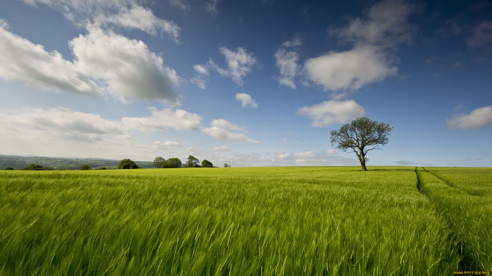 природа, поля, пейзаж, дерево
