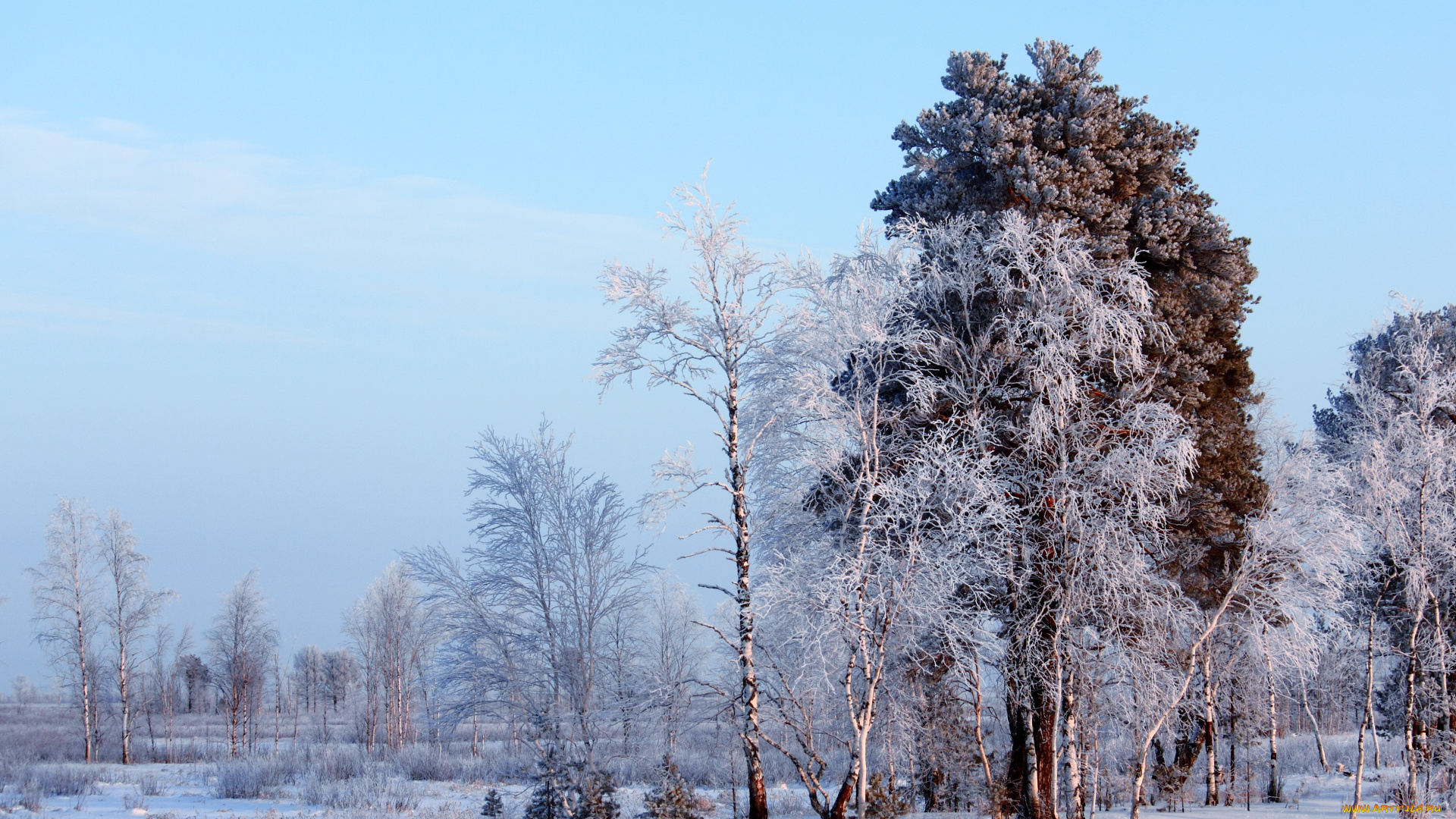 природа, зима, снег, деревья