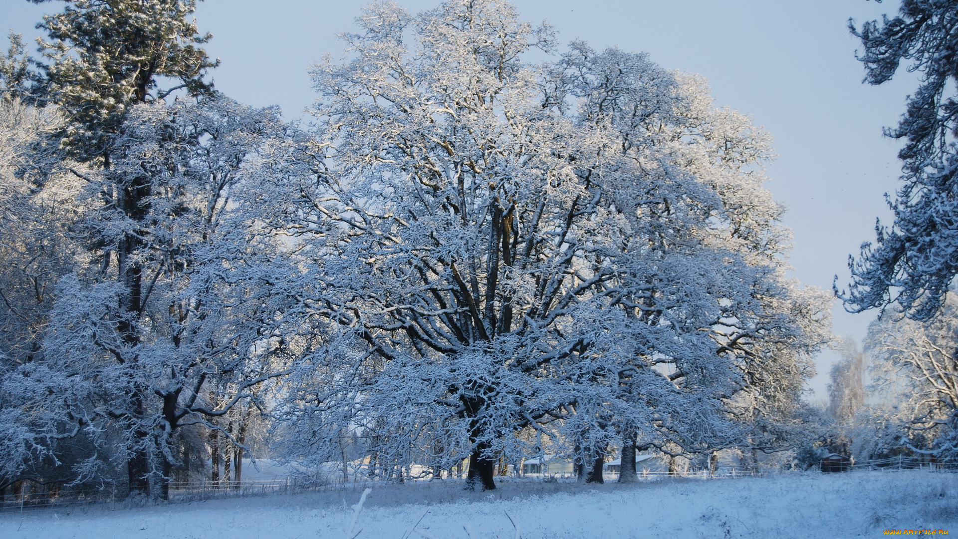 природа, зима, снег, лес