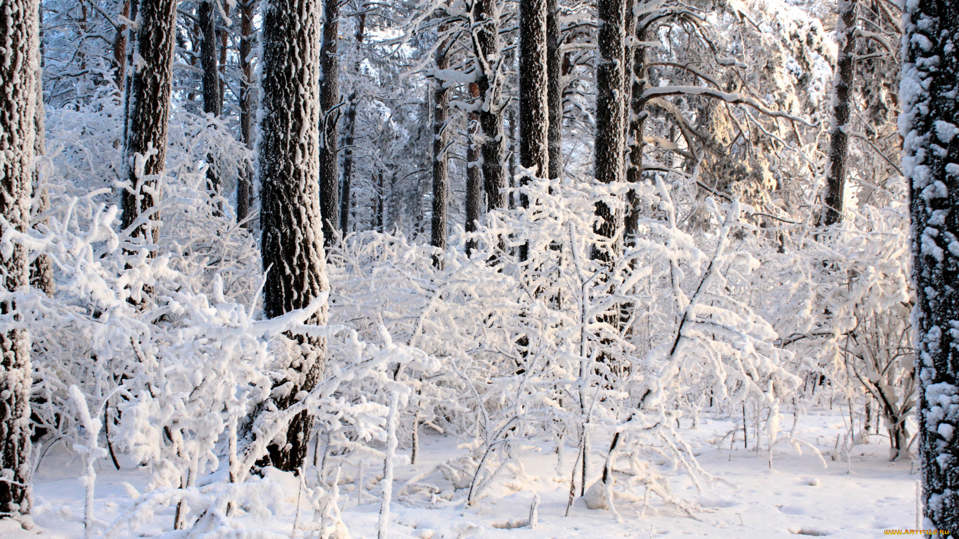 природа, зима, снег, лес