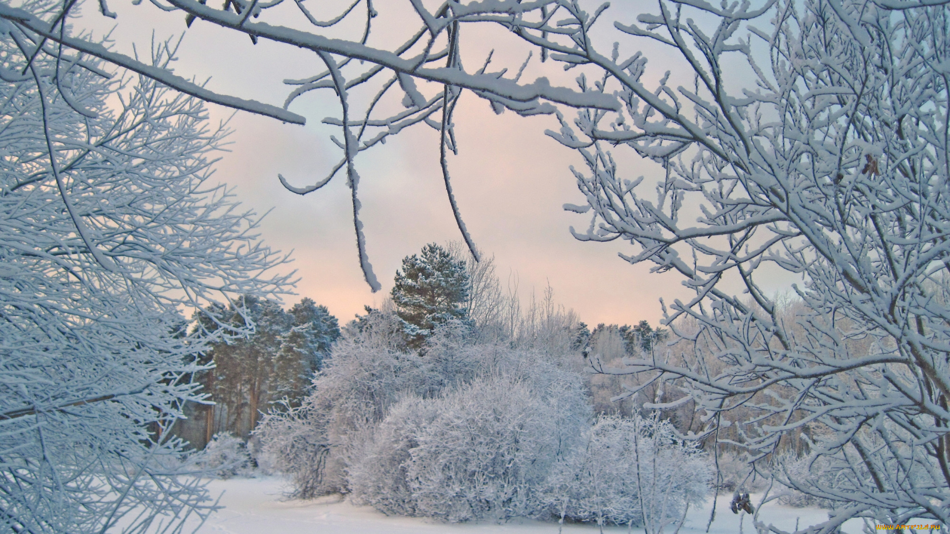 природа, зима, ветки, иней, деревья, снег