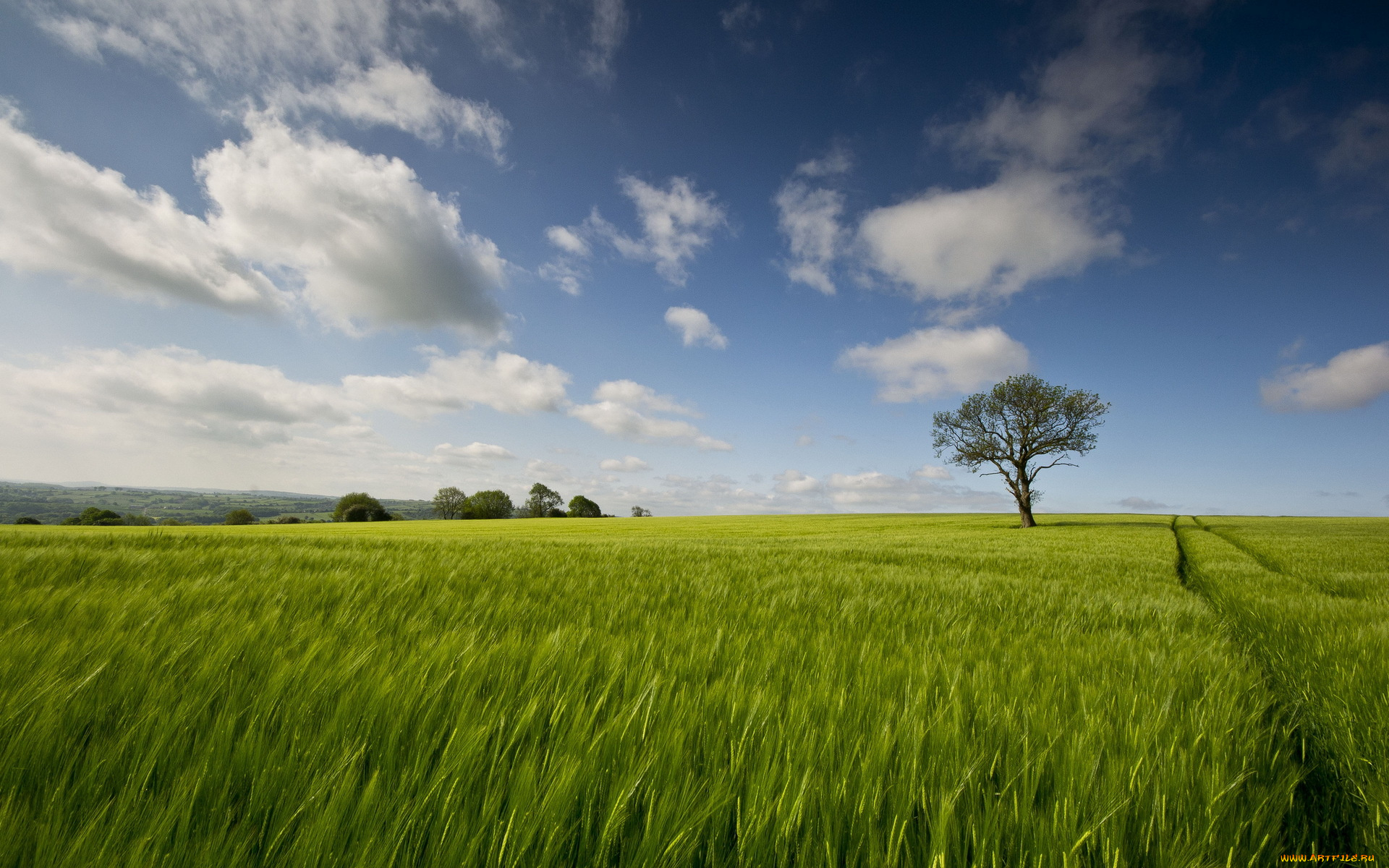 природа, поля, пейзаж, дерево