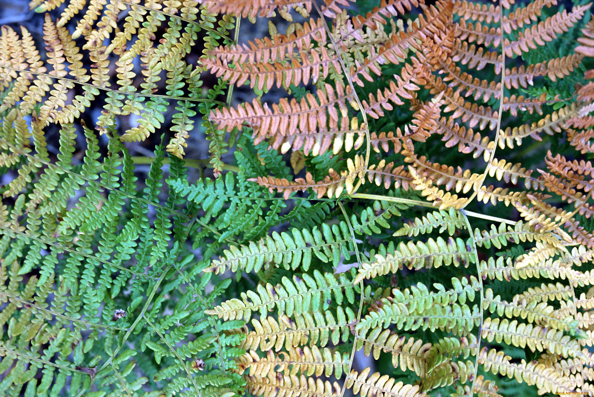 листья, папоротника, природа, папоротник, ветки