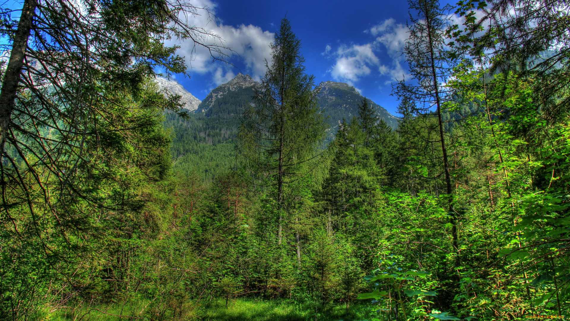 германия, бавария, природа, лес, горы, бавария, германия