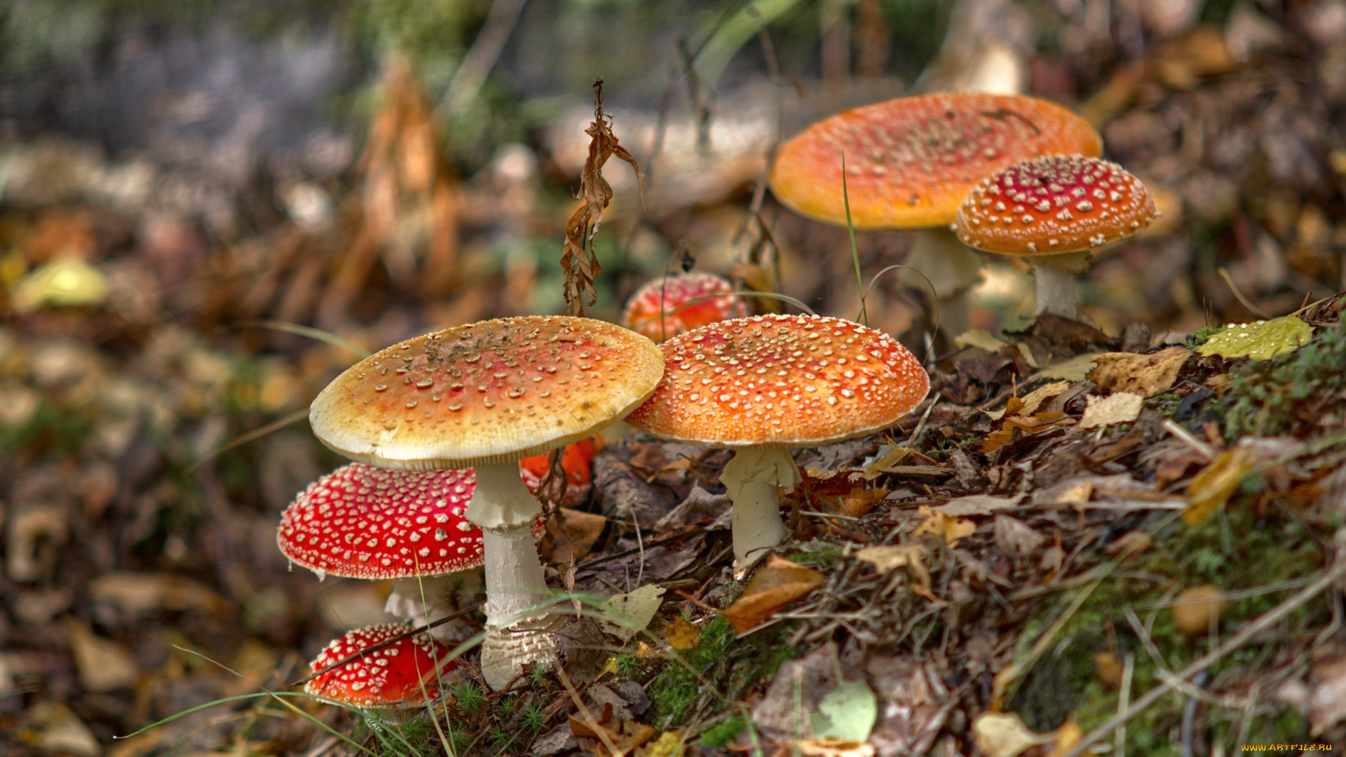 природа, грибы, , мухомор, семейка