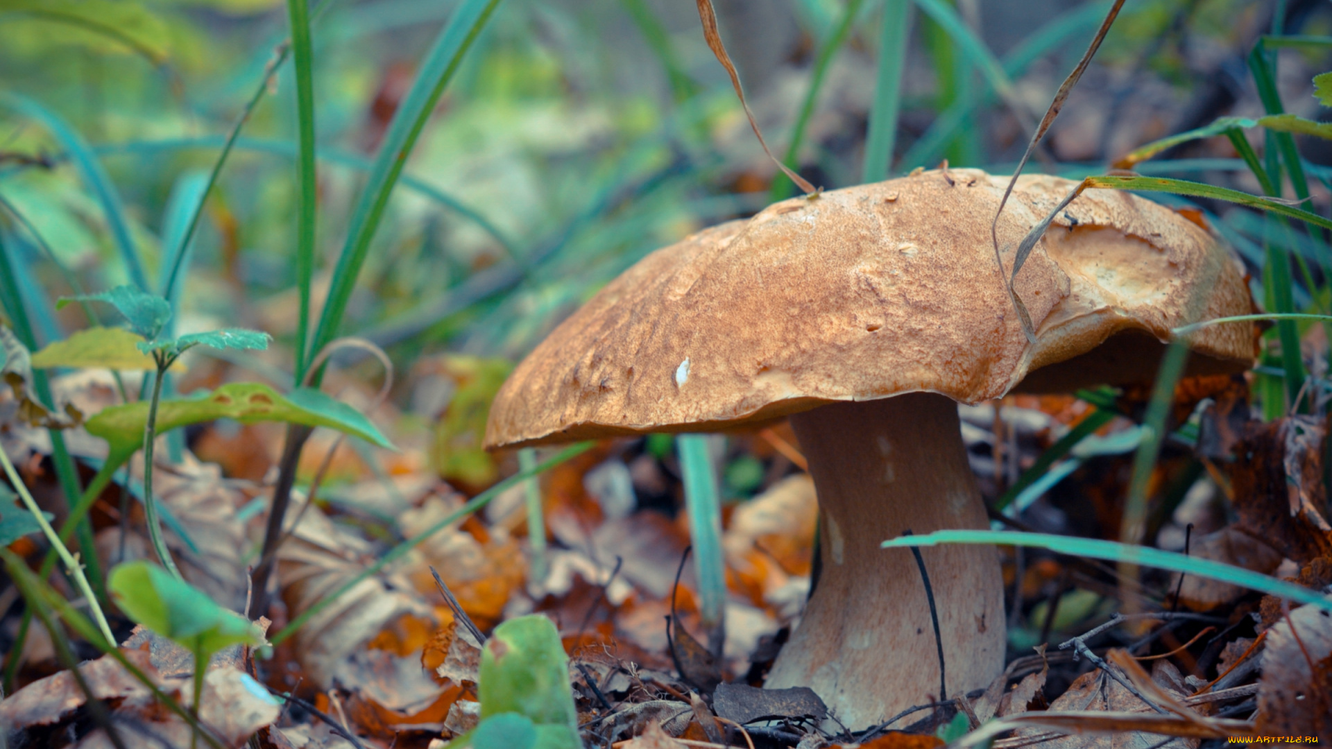природа, грибы, шляпка