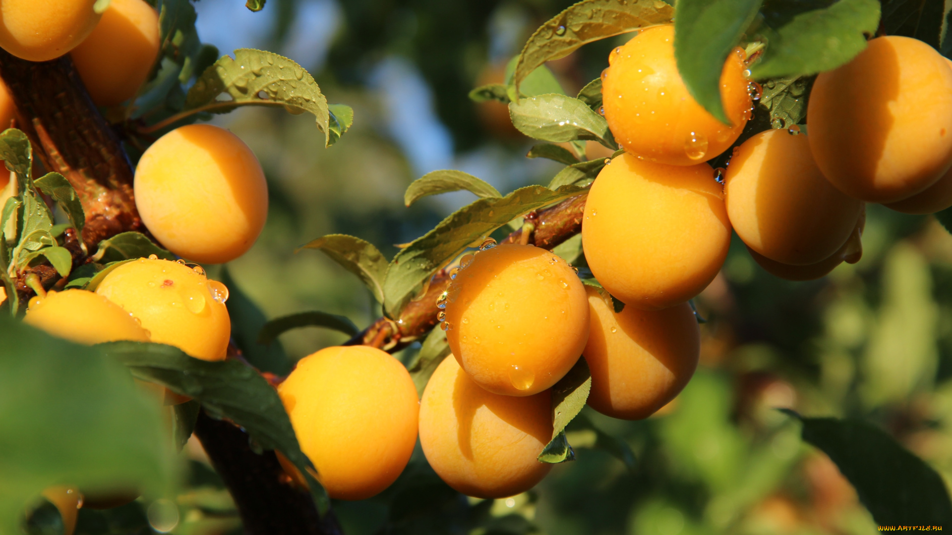 природа, плоды, алыча