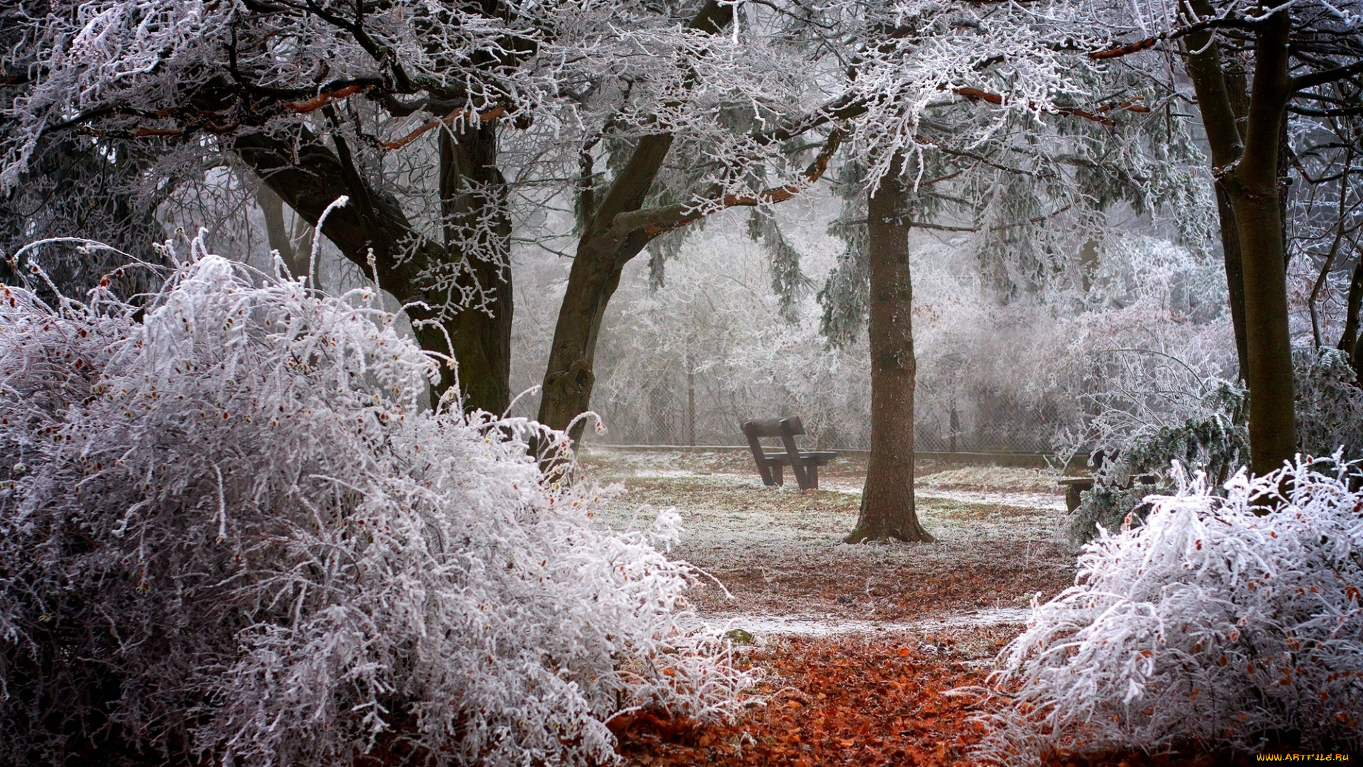 природа, зима, скамейка, ветки, иней, деревья