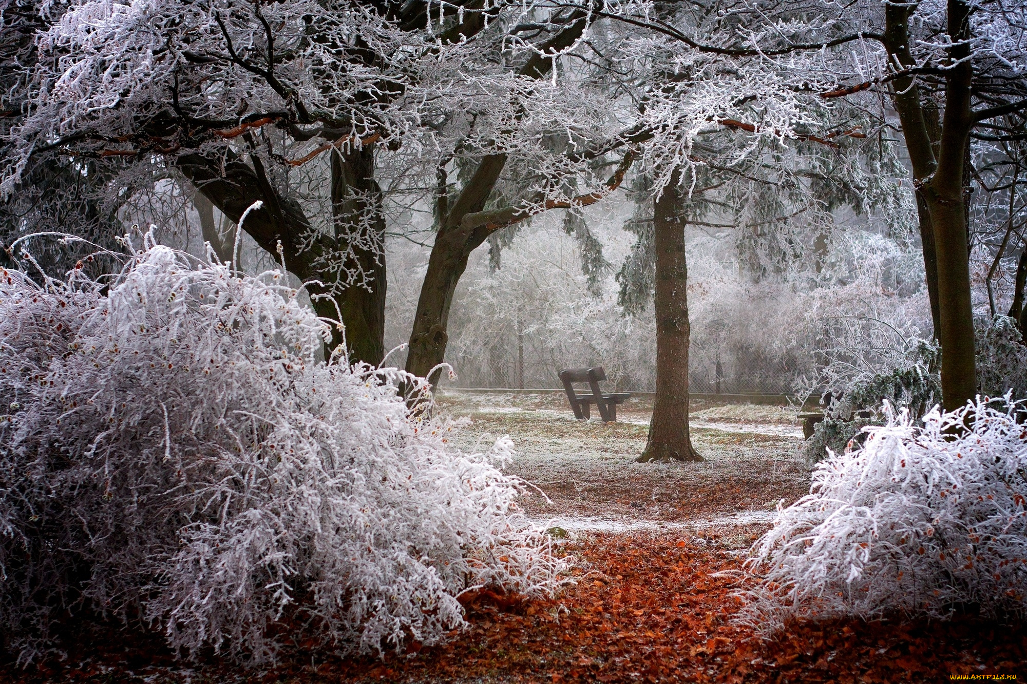 природа, зима, скамейка, ветки, иней, деревья