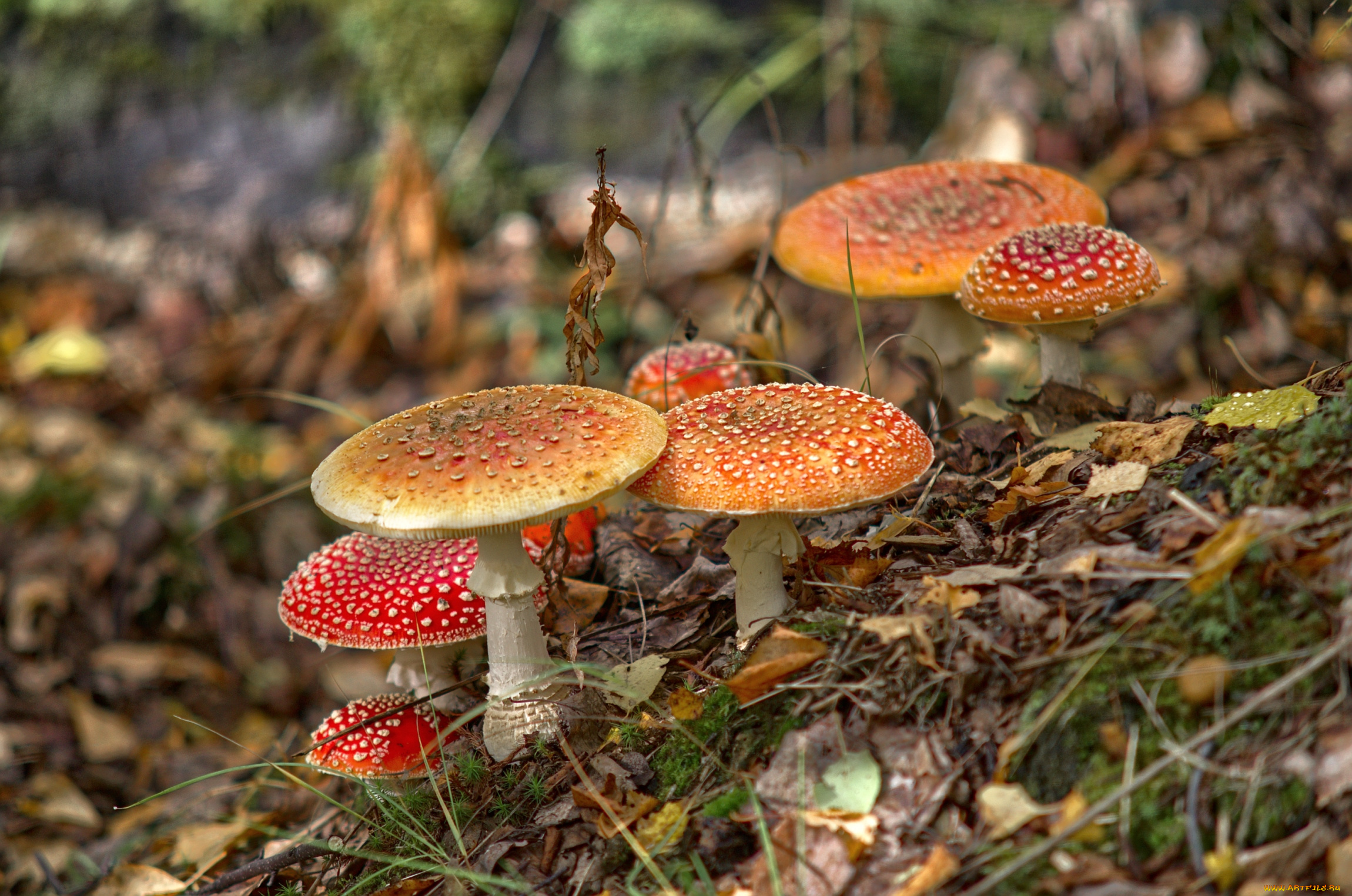 природа, грибы, , мухомор, семейка