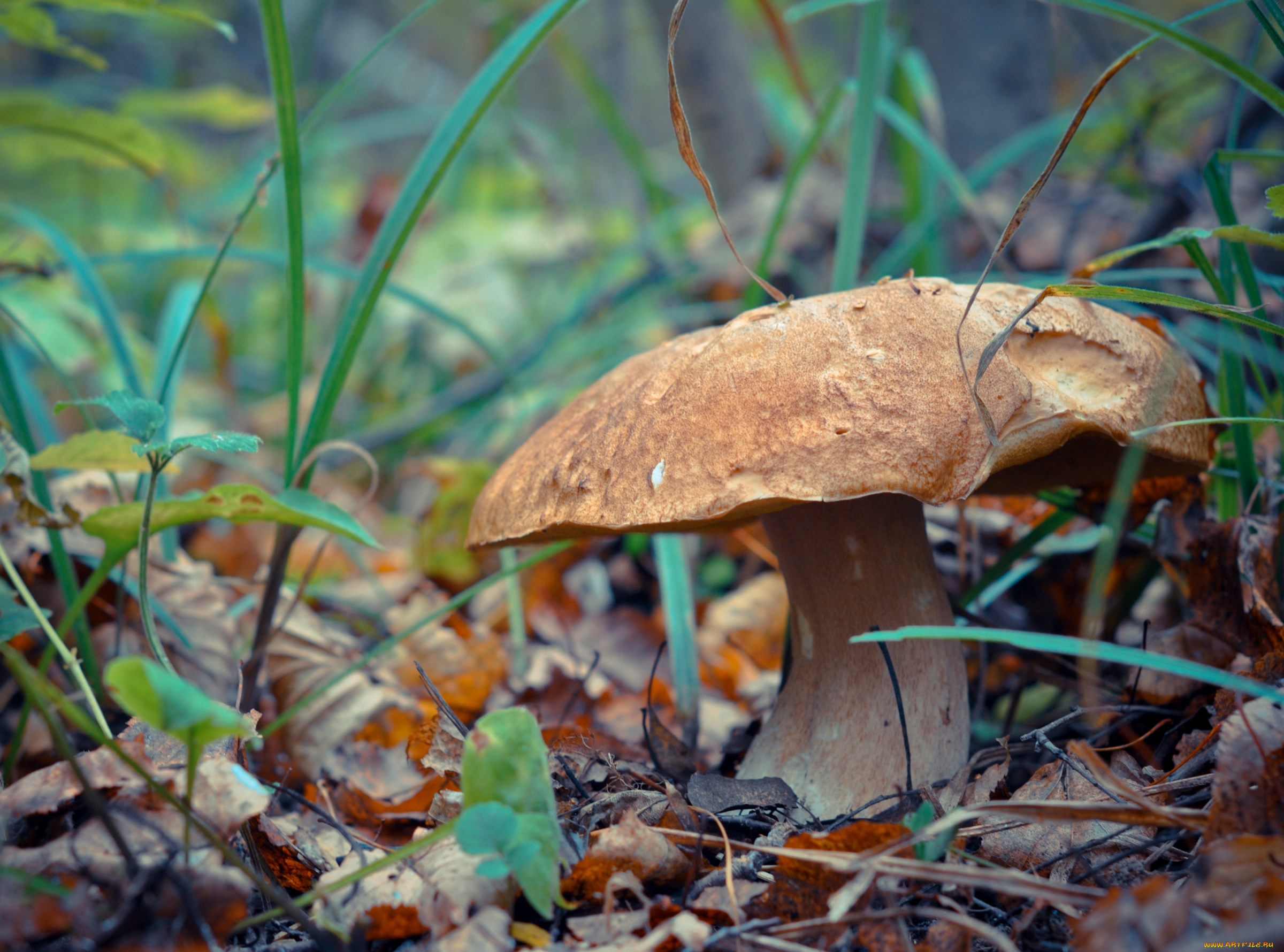 природа, грибы, шляпка