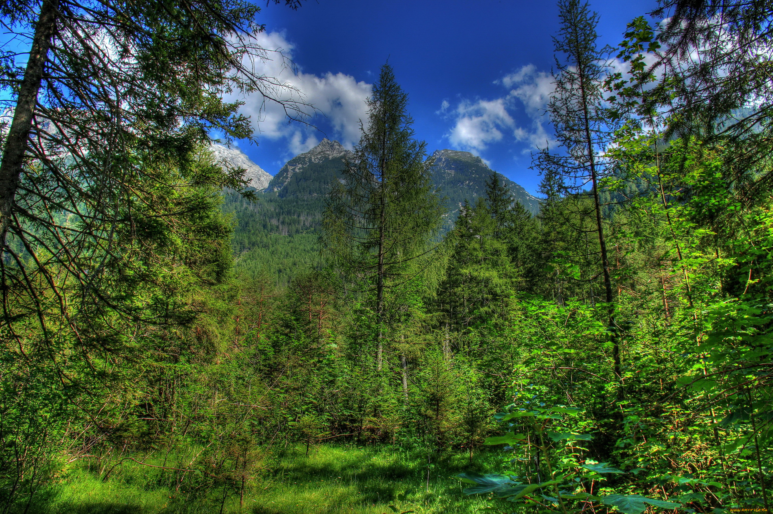 германия, бавария, природа, лес, горы, бавария, германия