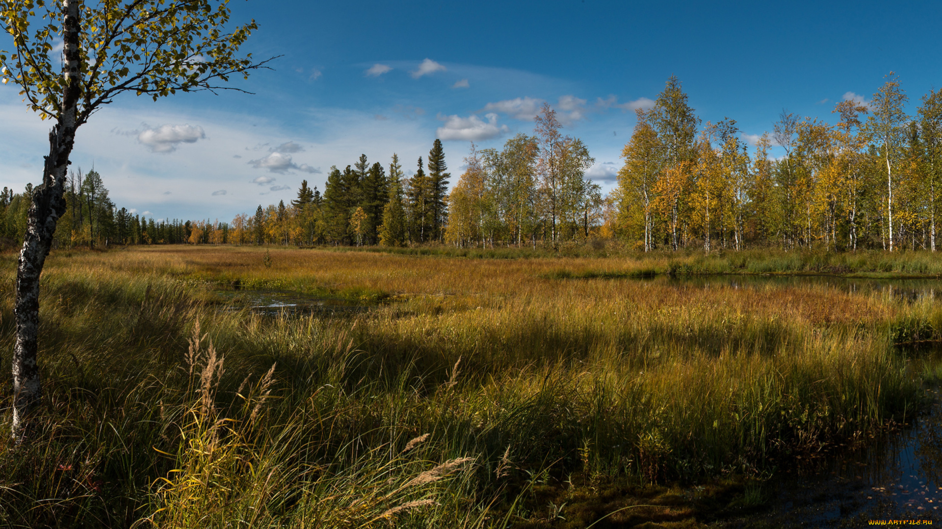 природа, реки, озера, река, лес