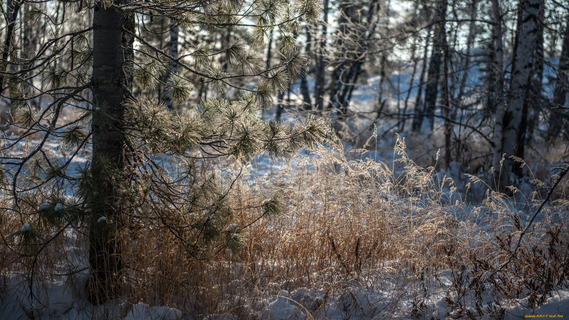 природа, зима, снег, деревья