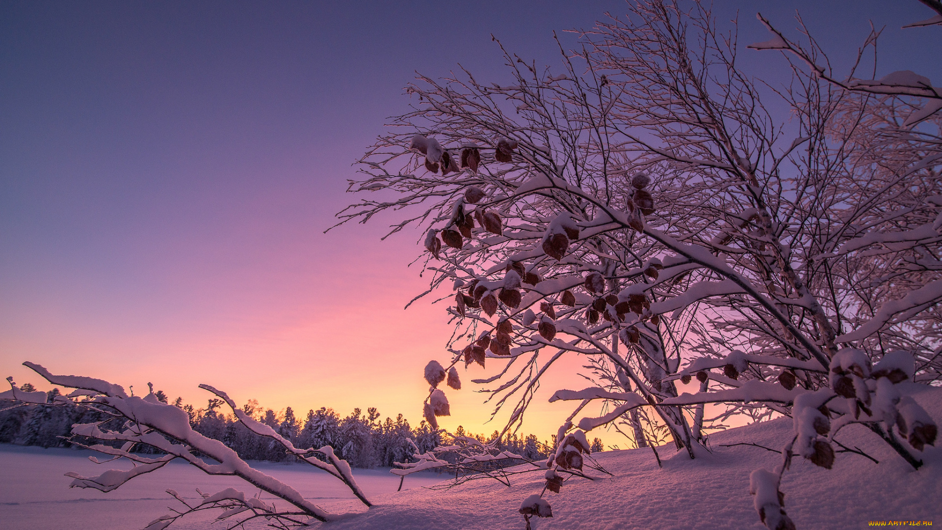 природа, зима, снег, деревья