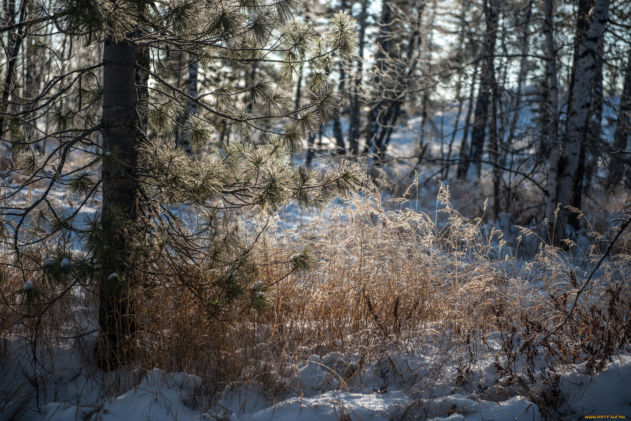 природа, зима, снег, деревья