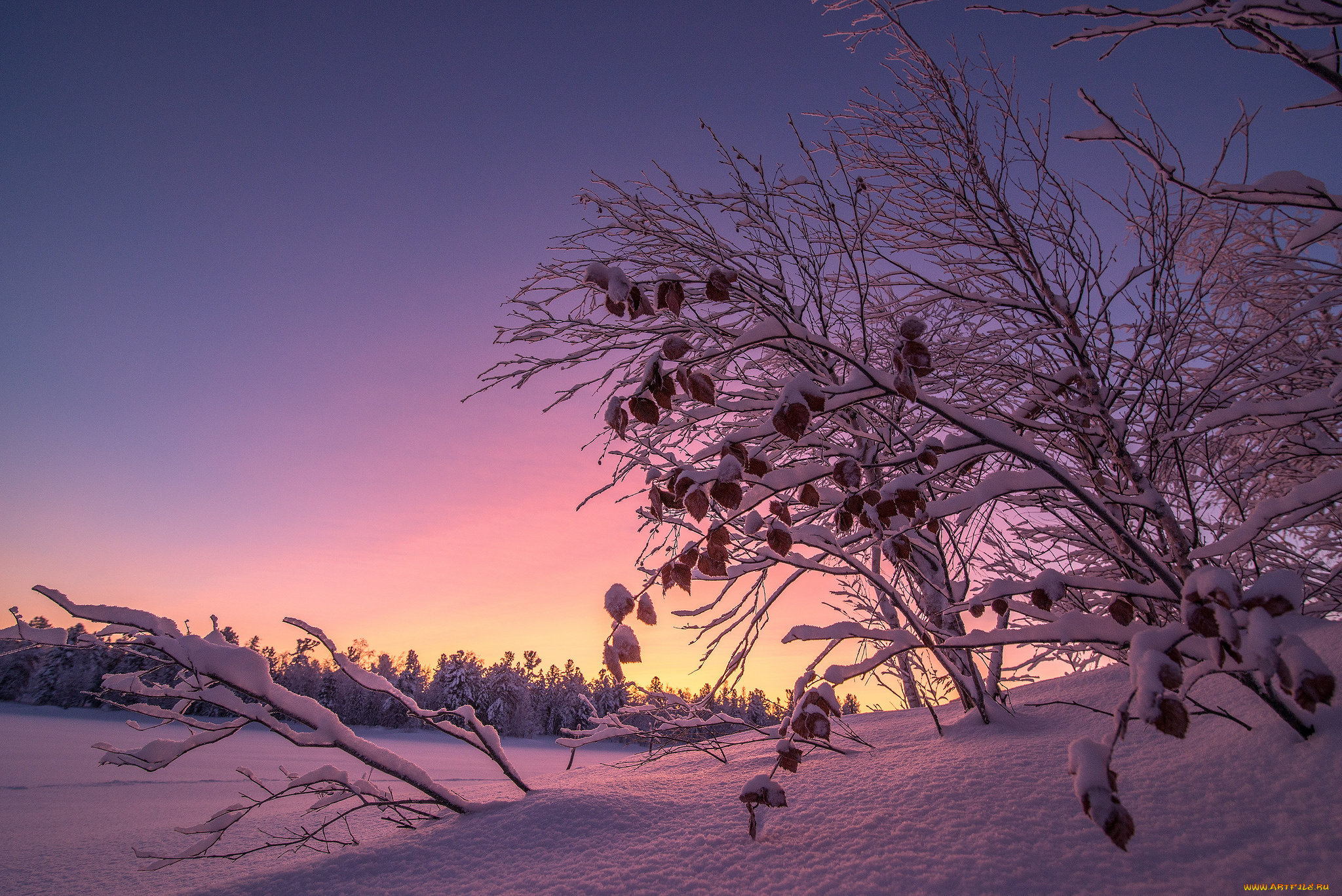 природа, зима, снег, деревья