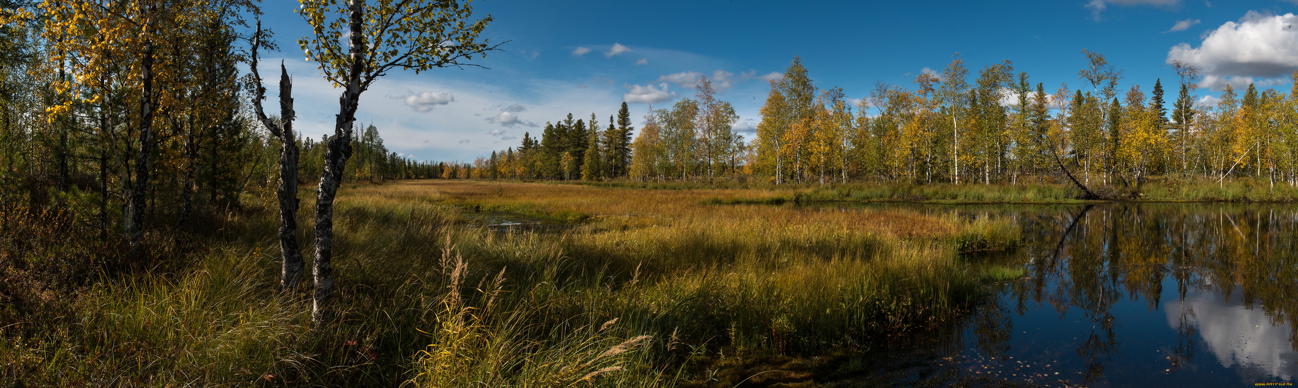 природа, реки, озера, река, лес