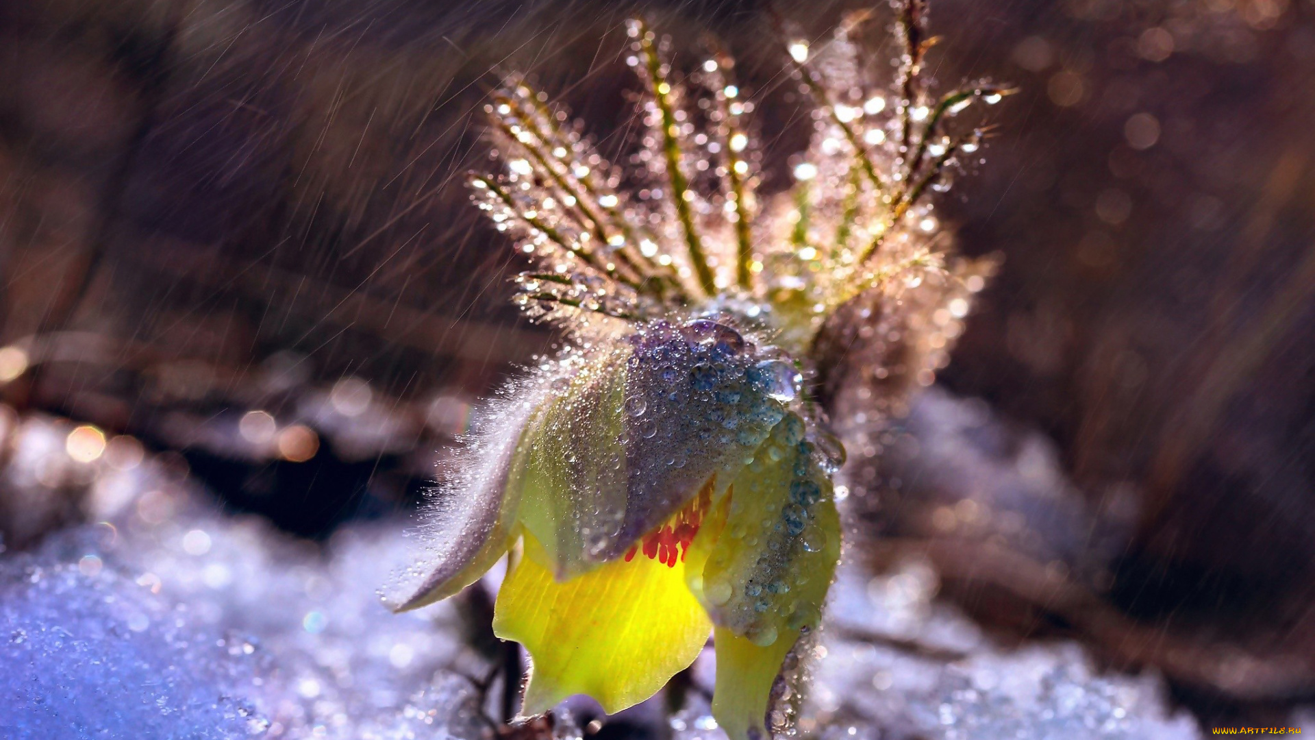 цветы, анемоны, , сон-трава, снег