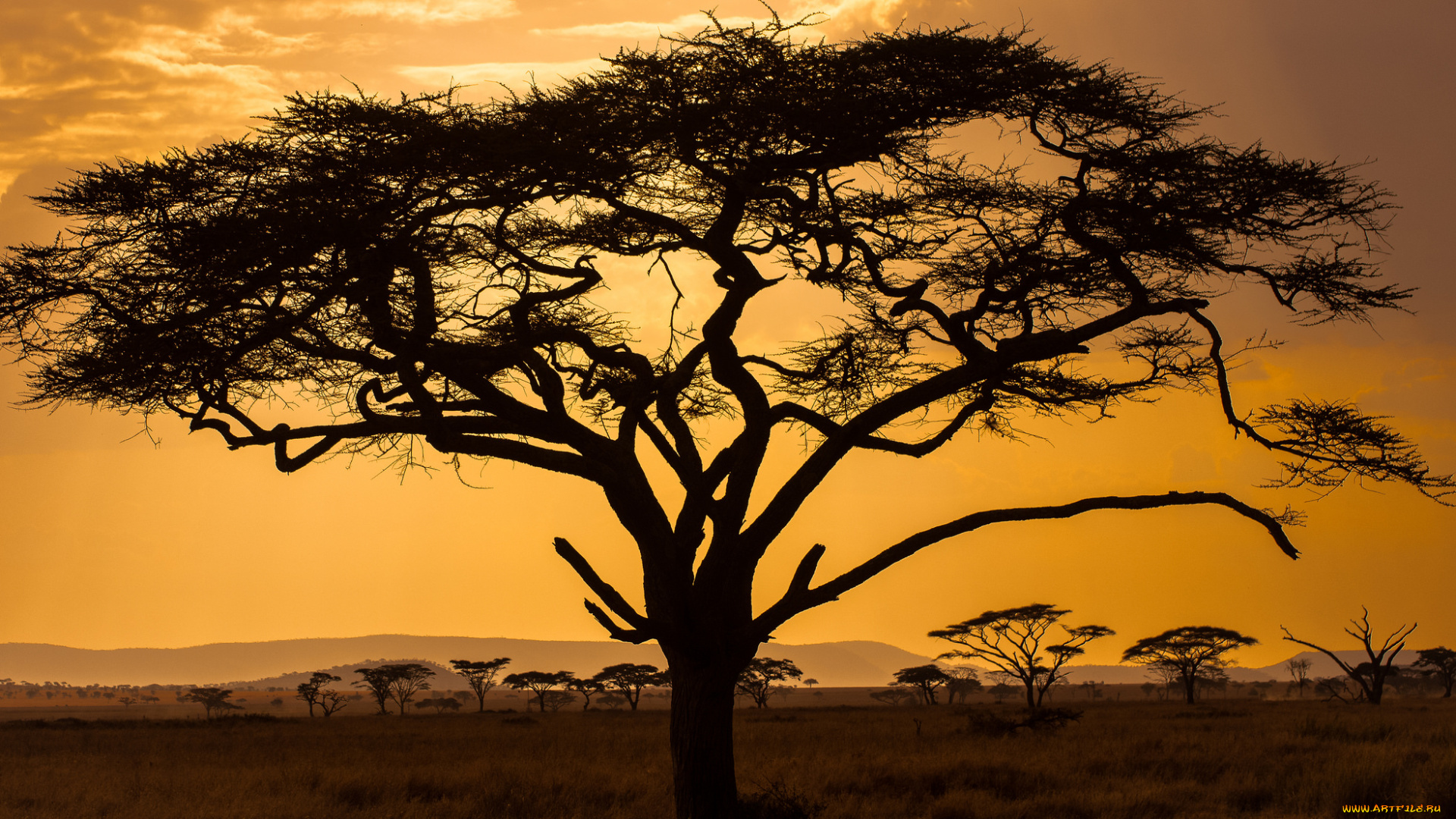 природа, деревья, саванна