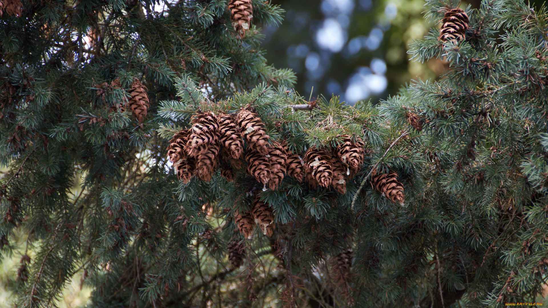 природа, шишки, , жёлуди, , каштаны, ель