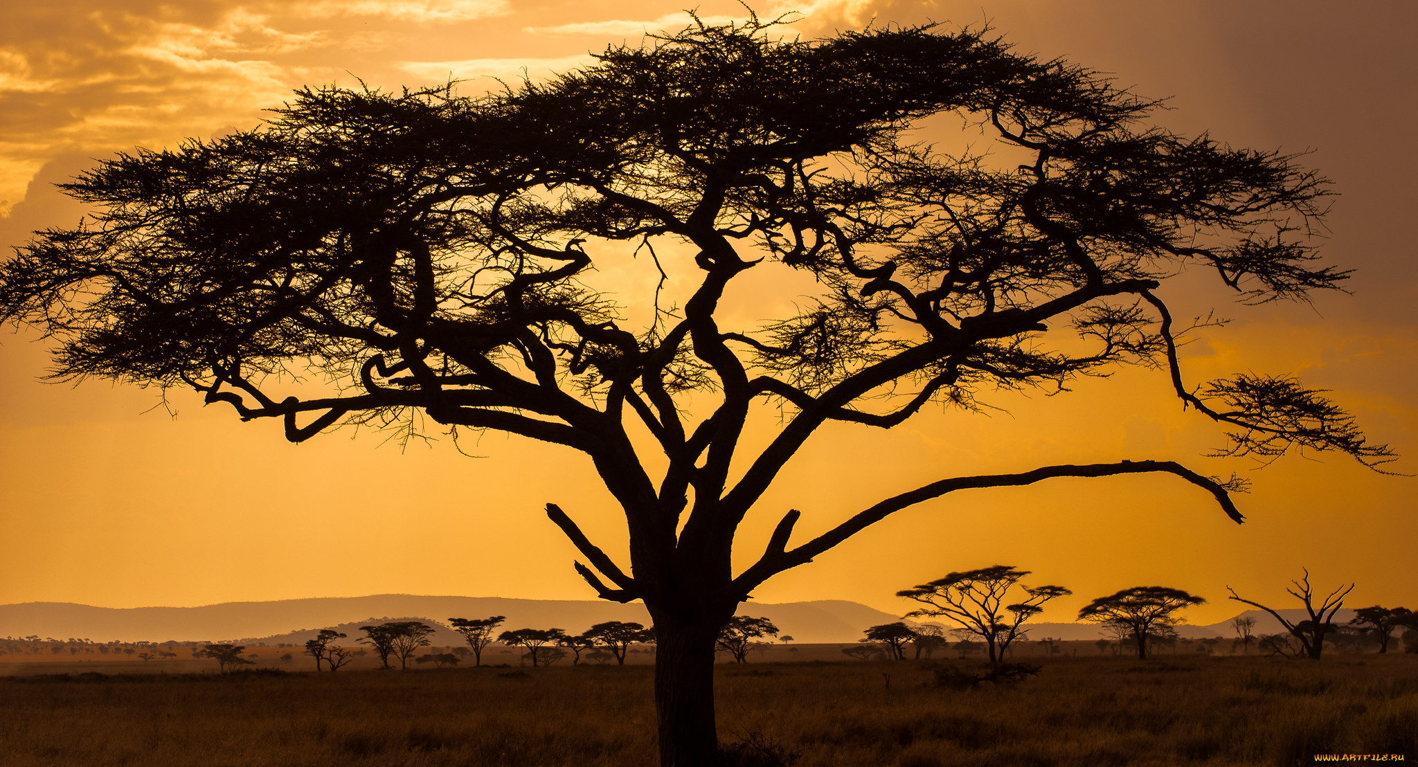 природа, деревья, саванна