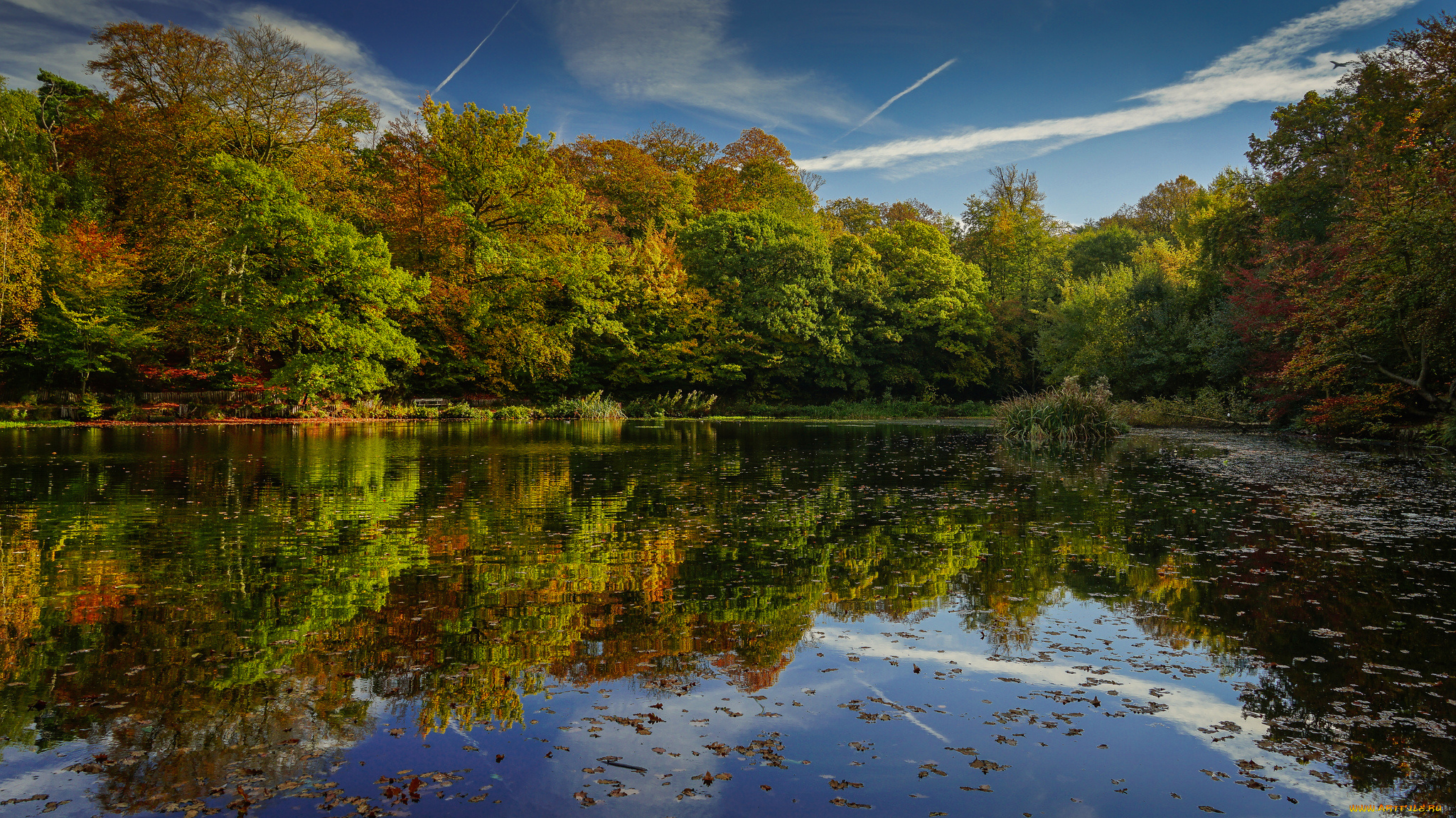 природа, реки, озера, лес, река