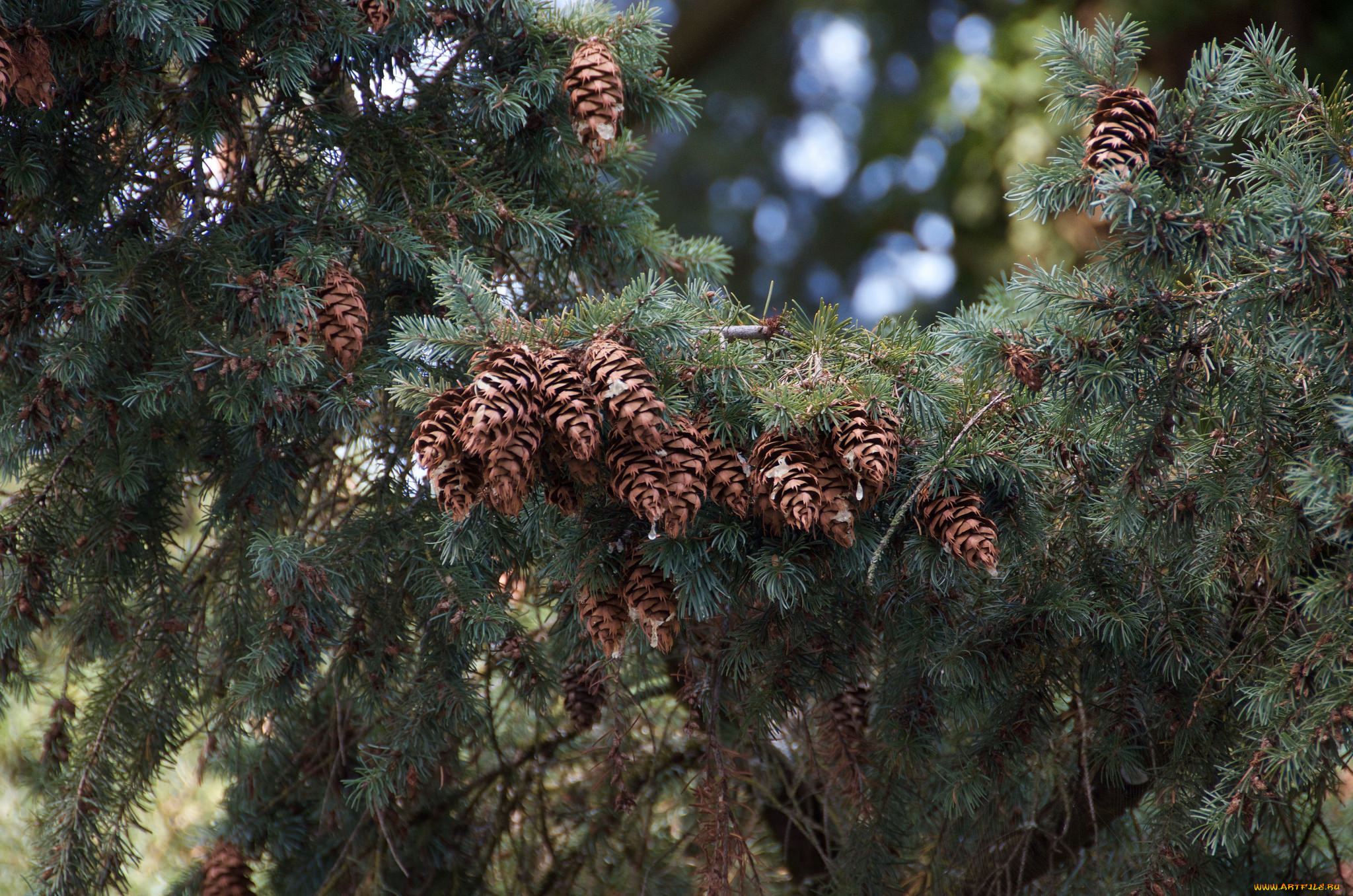 природа, шишки, , жёлуди, , каштаны, ель