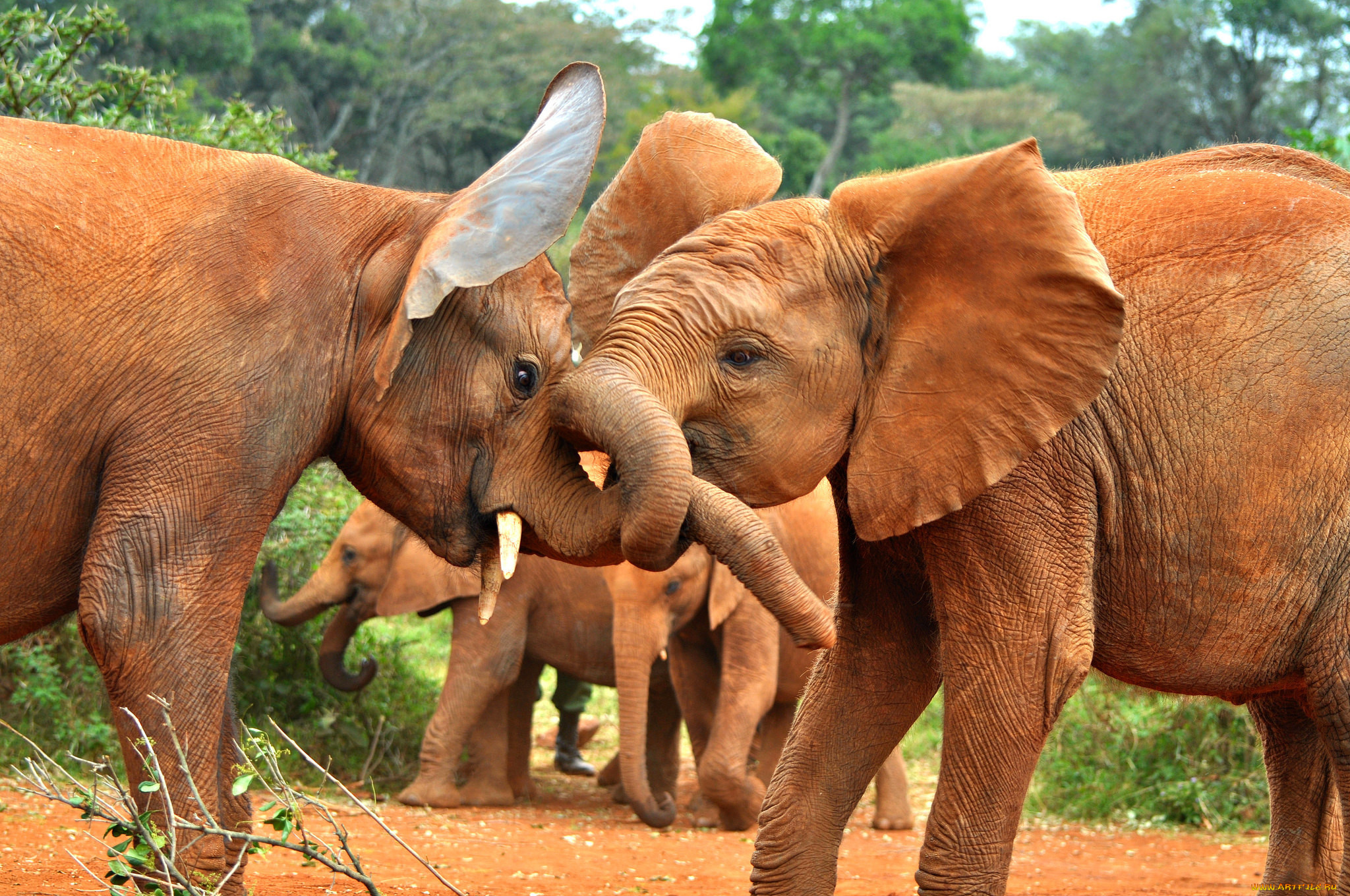 животные, слоны