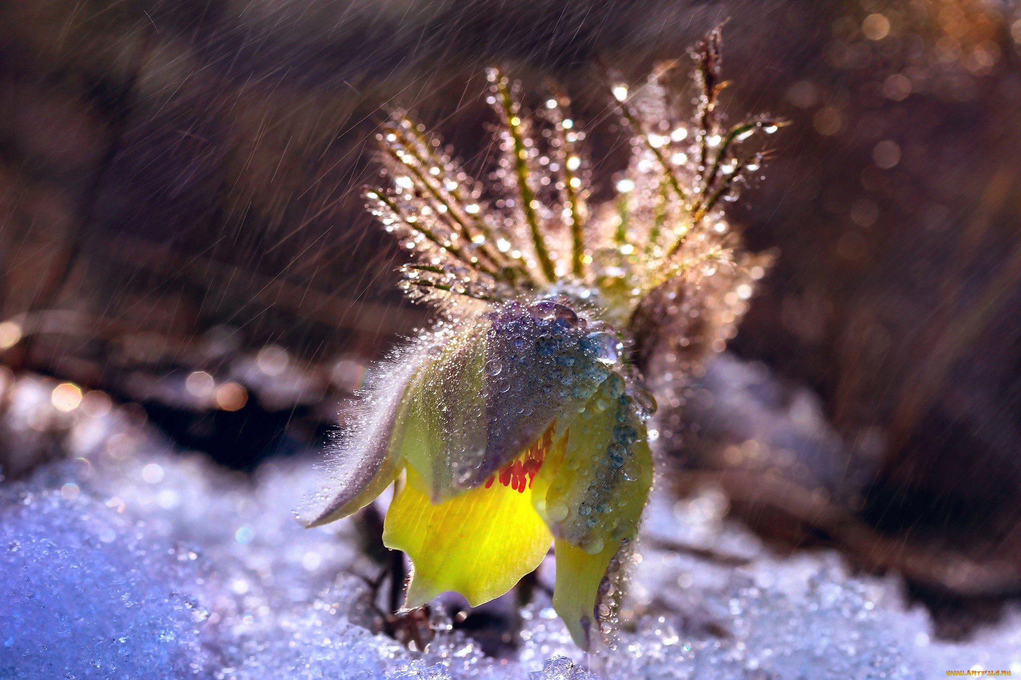 цветы, анемоны, , сон-трава, снег