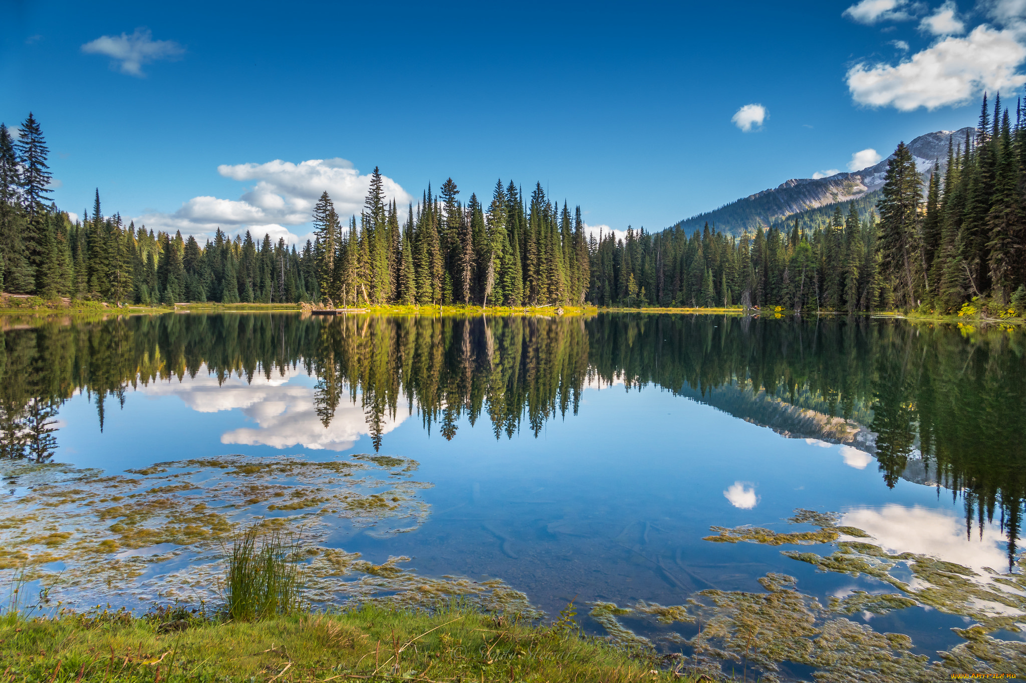 природа, реки, озера, река, лес