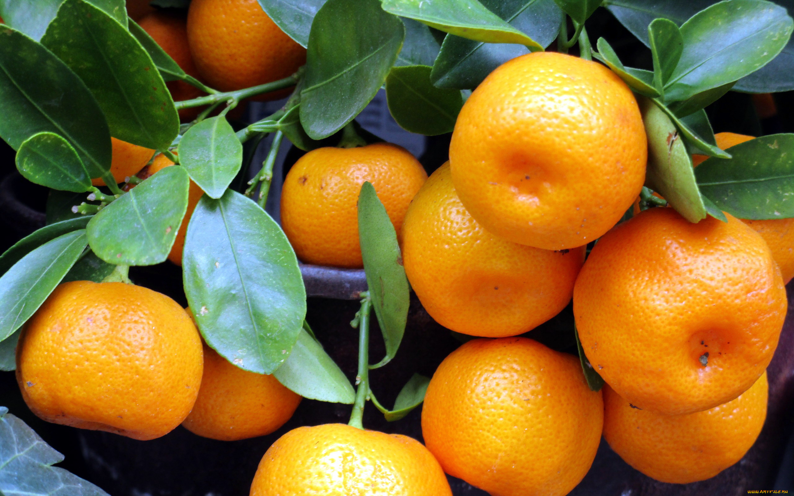 природа, плоды, мандарины