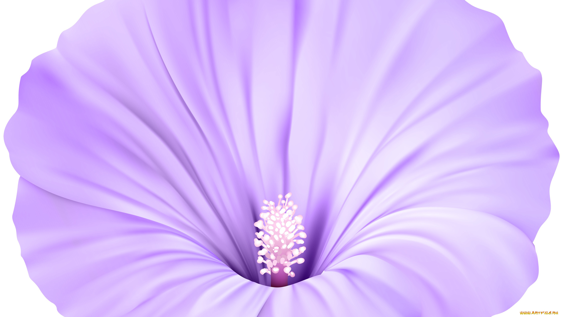 векторная, графика, цветы, , flowers, цветы, лепестки, фон