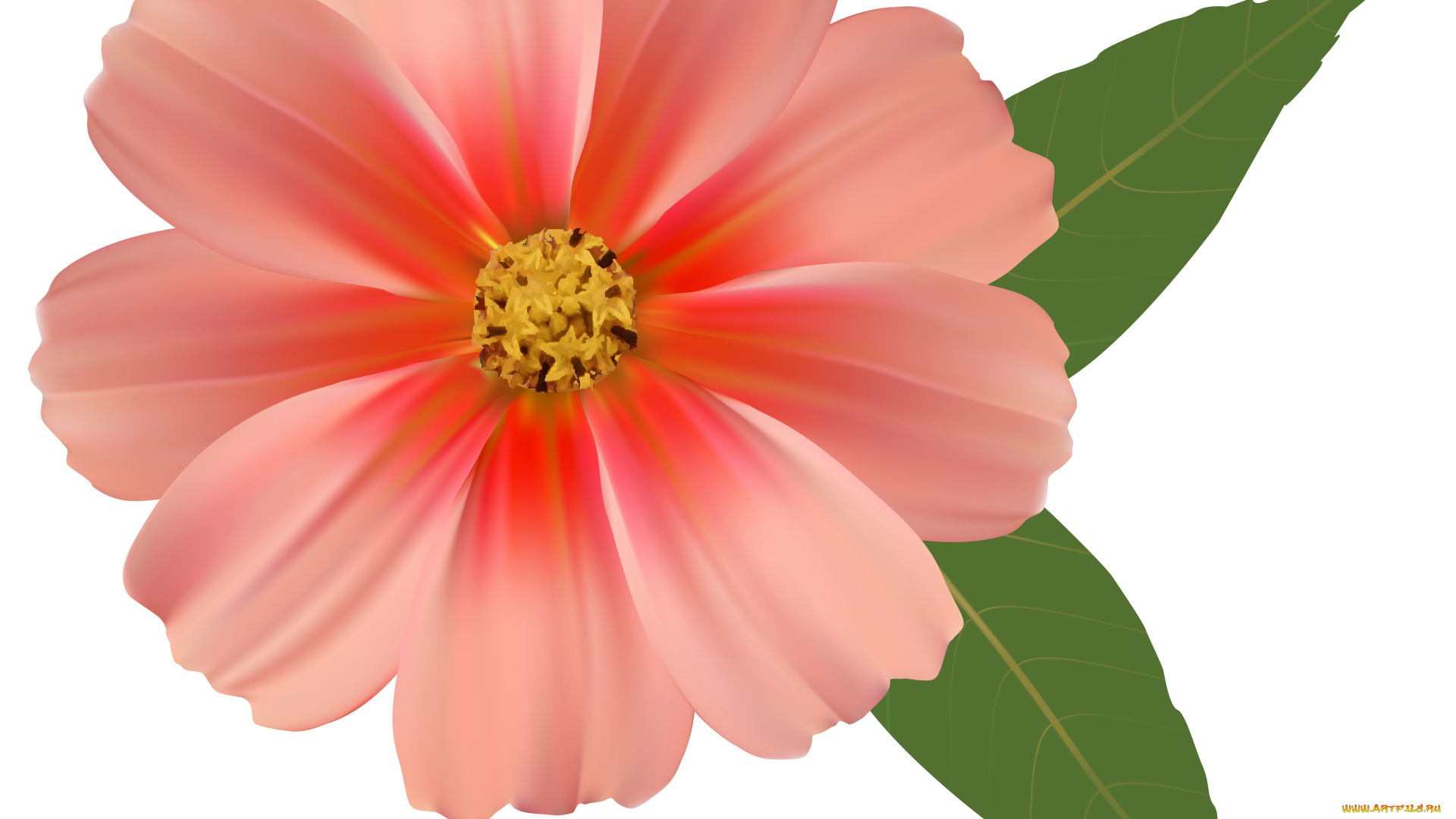 векторная, графика, цветы, , flowers, фон, лепестки, цветы