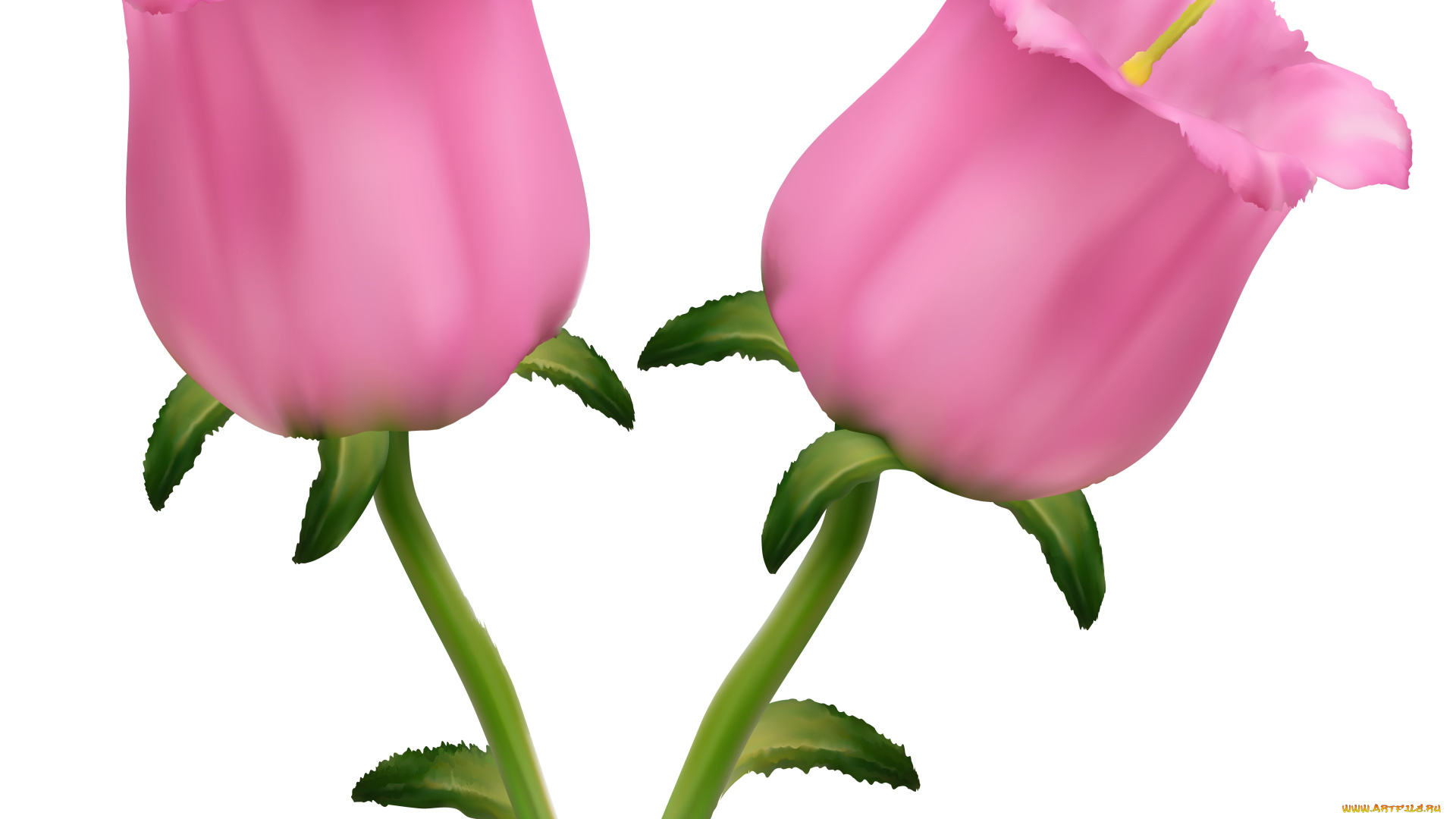 векторная, графика, цветы, , flowers, фон, лепестки, цветы