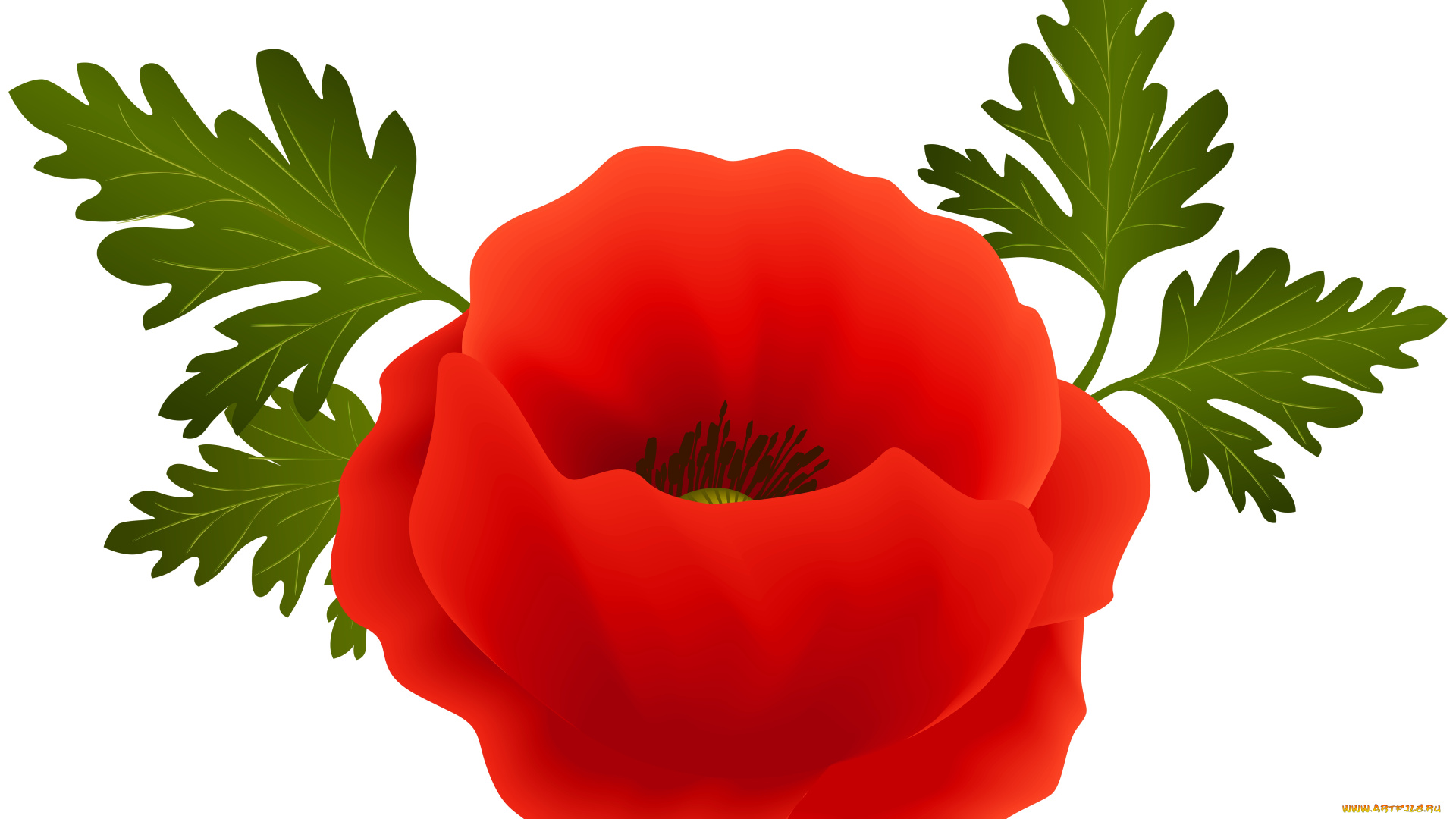 векторная, графика, цветы, , flowers, фон, лепестки, цветы