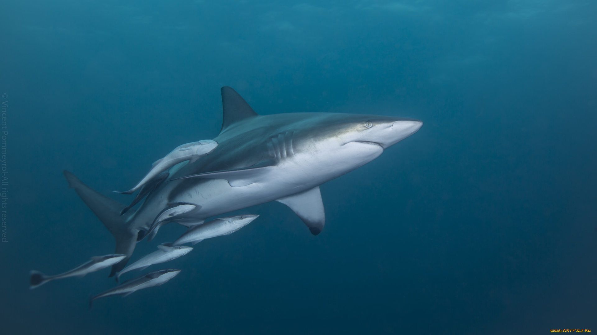 животные, акулы, океан