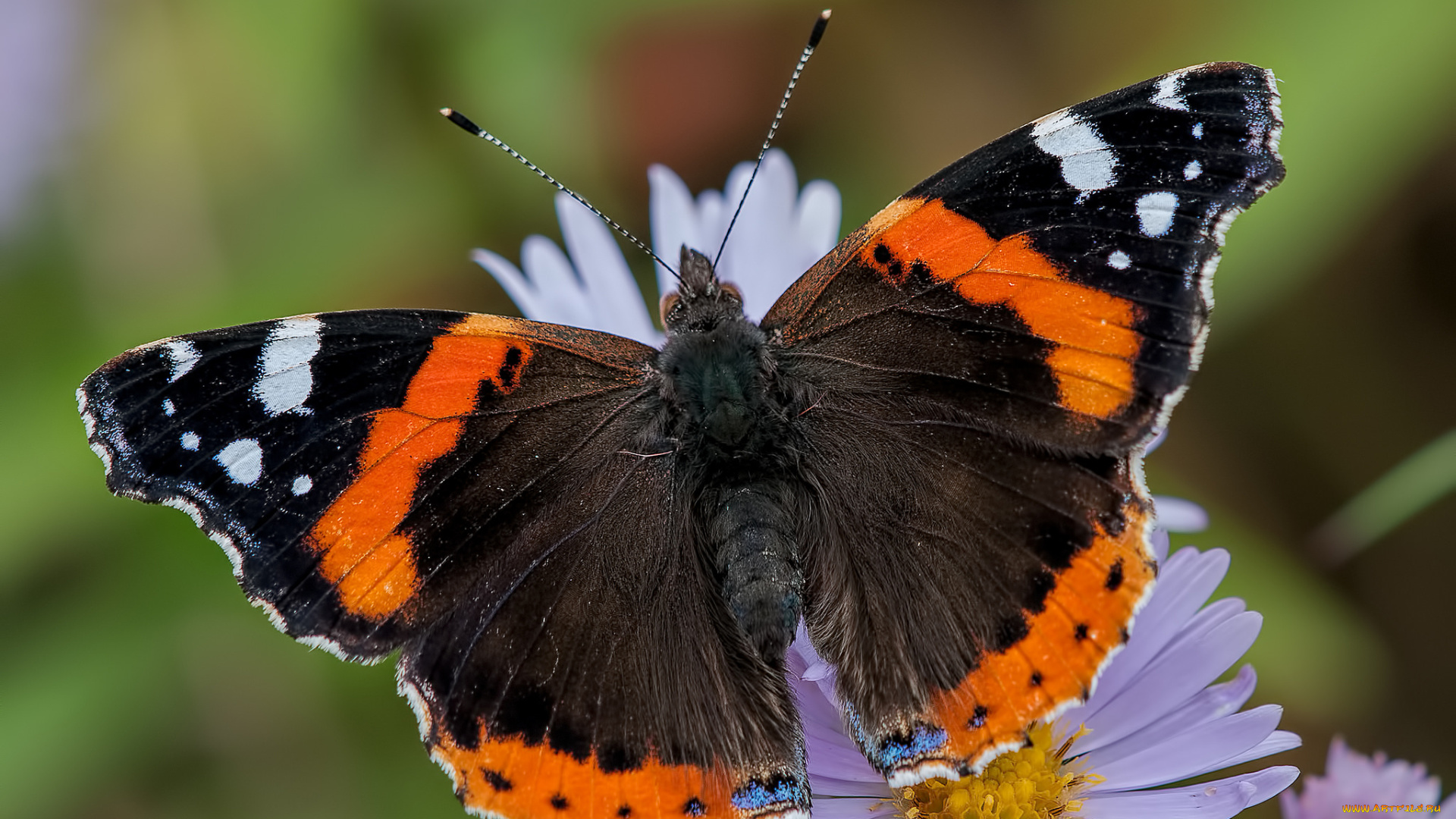 животные, бабочки, , мотыльки, , моли, бабочка