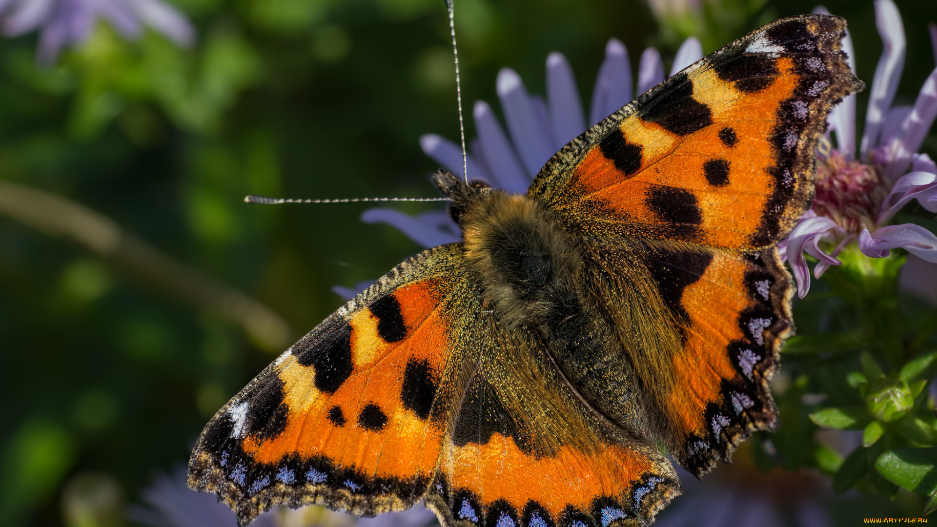 животные, бабочки, , мотыльки, , моли, бабочка
