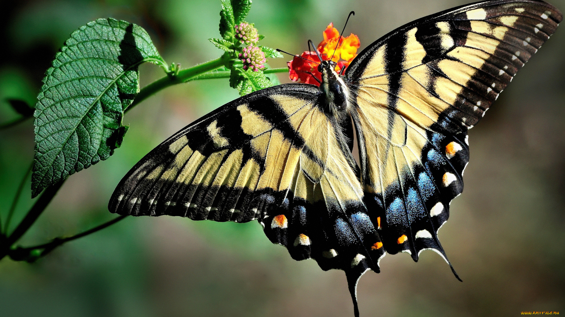 животные, бабочки, , мотыльки, , моли, бабочка