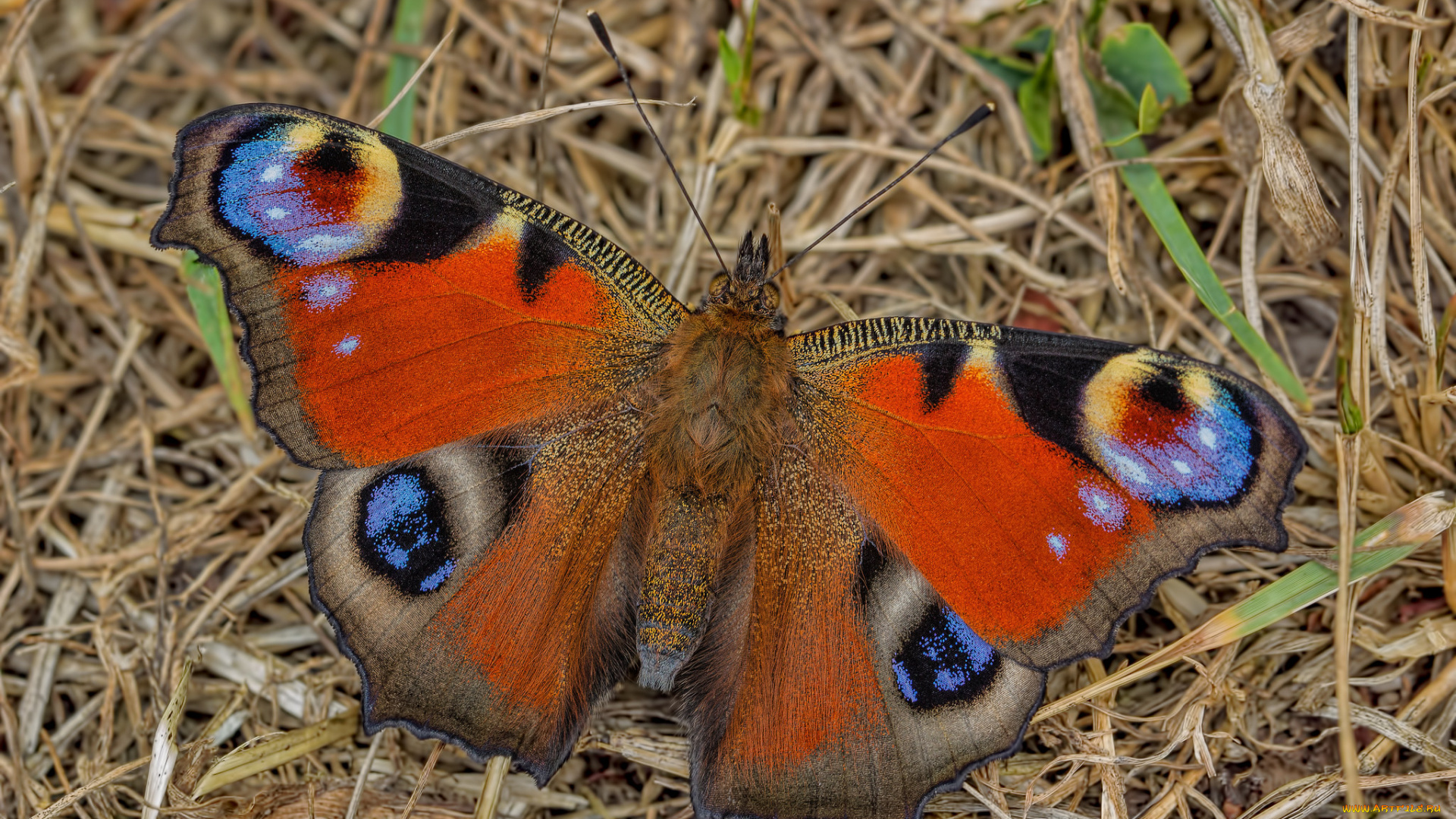 животные, бабочки, , мотыльки, , моли, бабочка