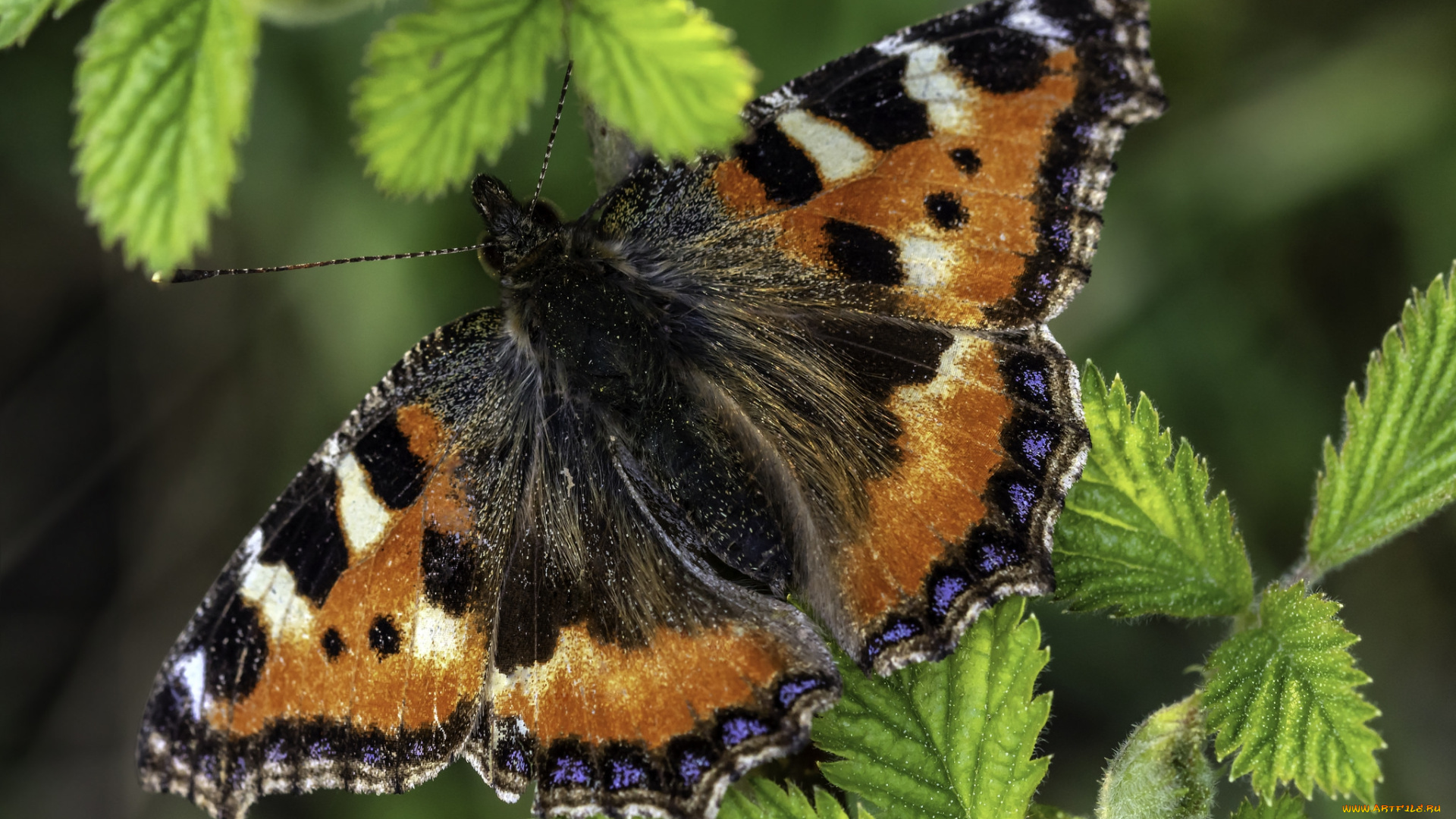 животные, бабочки, , мотыльки, , моли, бабочка